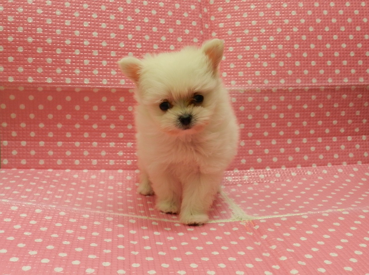 静岡県のハーフ犬・ミックス犬 (ペッツワン御殿場店/2025年9月20日生まれ/女の子/ホワイト)の子犬