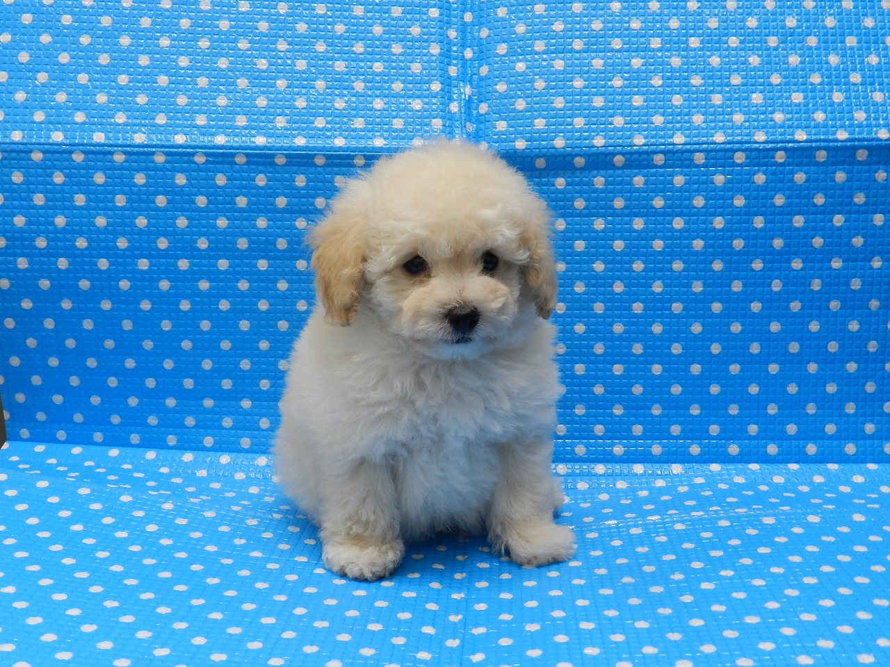 静岡県のトイプードル(トイ) (ペッツワン御殿場店/2025年9月21日生まれ/男の子/ホワイト)の子犬