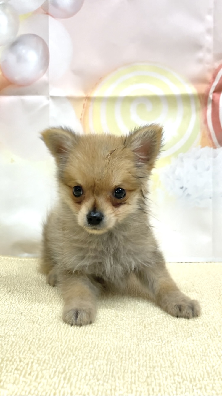 岡山県のハーフ犬・ミックス犬 (ペッツワンFC津山店/2025年9月17日生まれ/男の子/フォーン)の子犬