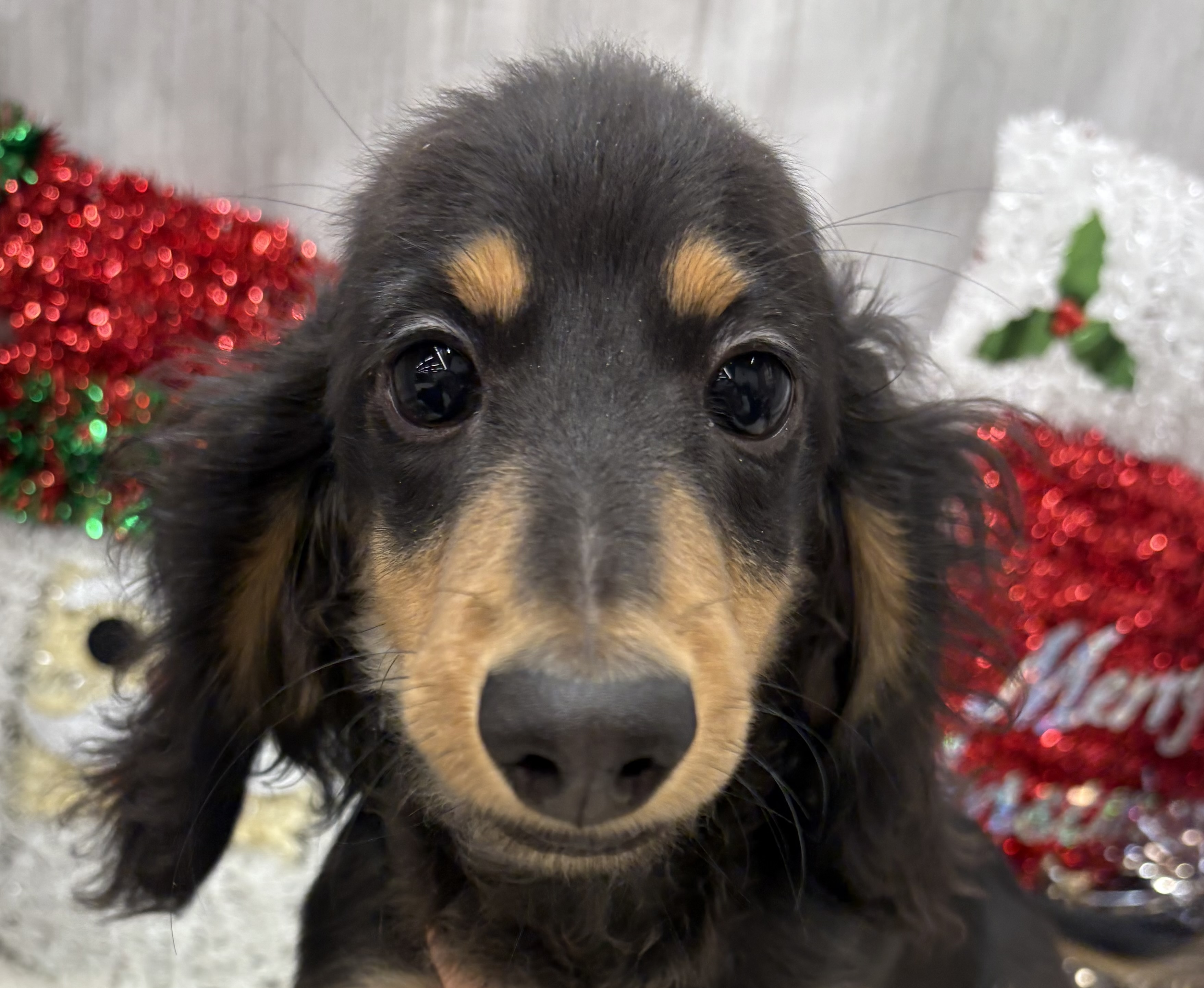 千葉県のミニチュアダックスフンド(ロング) (ペッツワン佐倉店/2025年6月21日生まれ/男の子/ブラックタン)の子犬