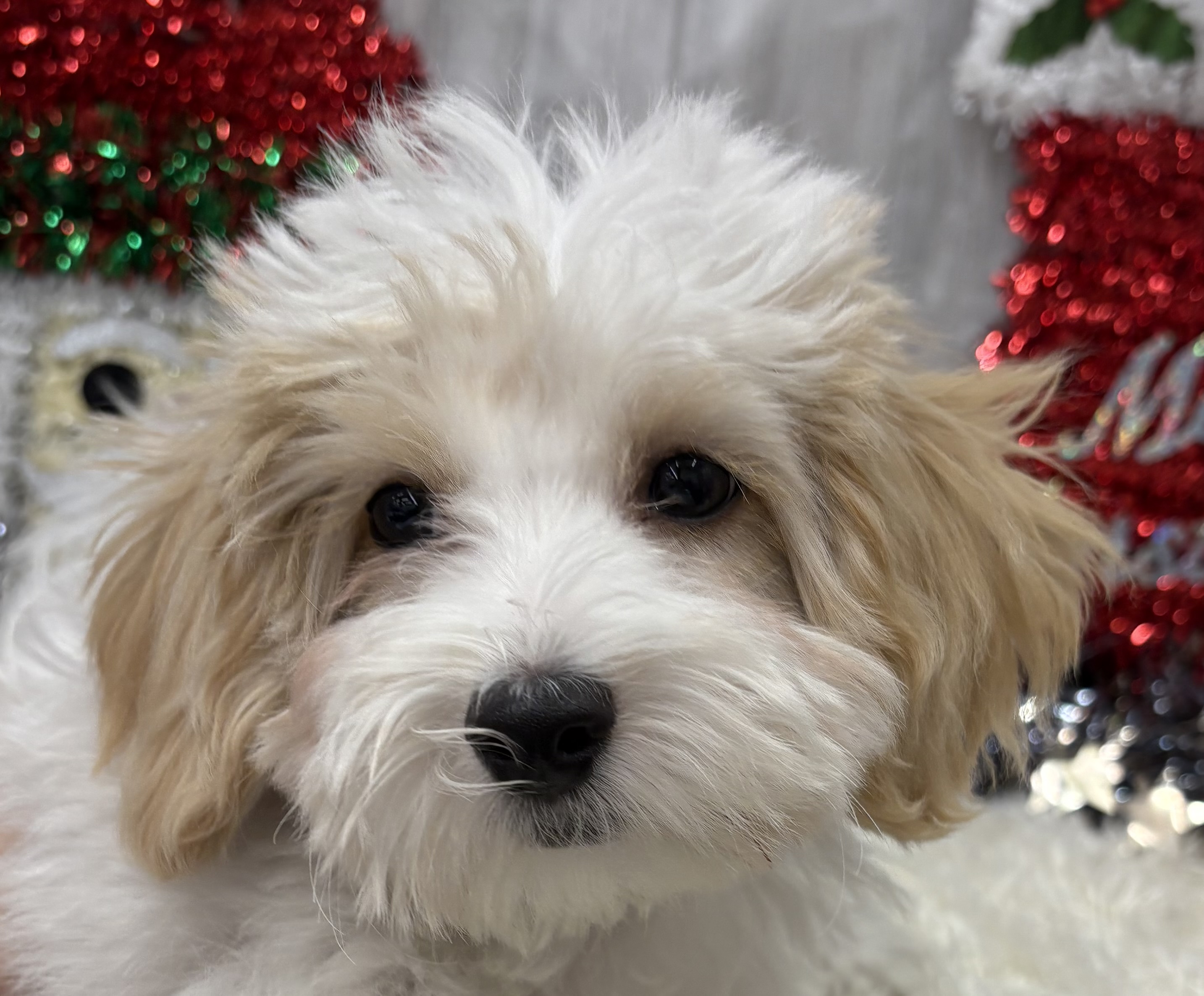 千葉県のハーフ犬・ミックス犬 (ペッツワン佐倉店/2025年8月12日生まれ/男の子/クリームホワイト)の子犬の2枚目の画像