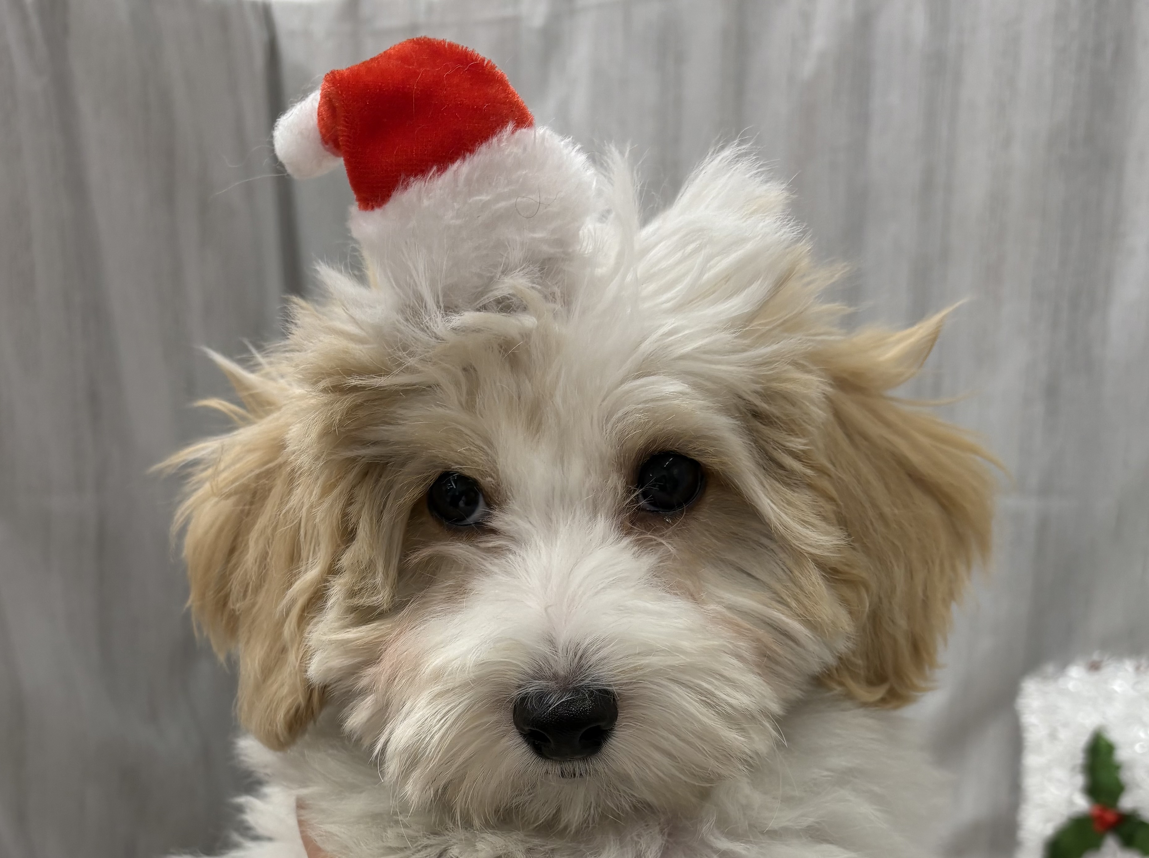 千葉県のハーフ犬・ミックス犬 (ペッツワン佐倉店/2025年8月12日生まれ/男の子/クリームホワイト)の子犬の1枚目の画像