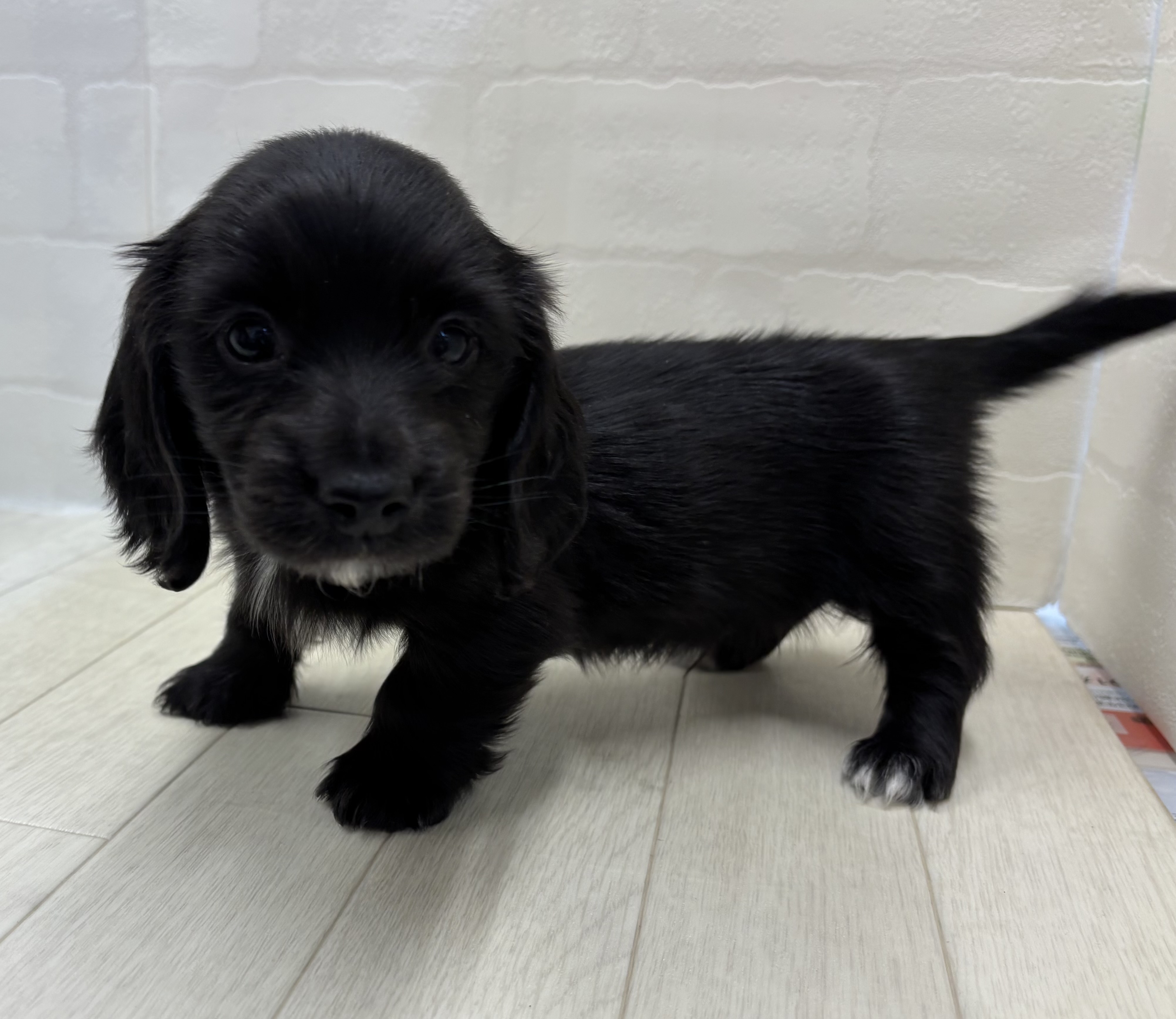 埼玉県のミニチュアダックスフンド(ロング) (ペッツワン大利根店/2025年9月21日生まれ/男の子/ブラック)の子犬の3枚目の画像