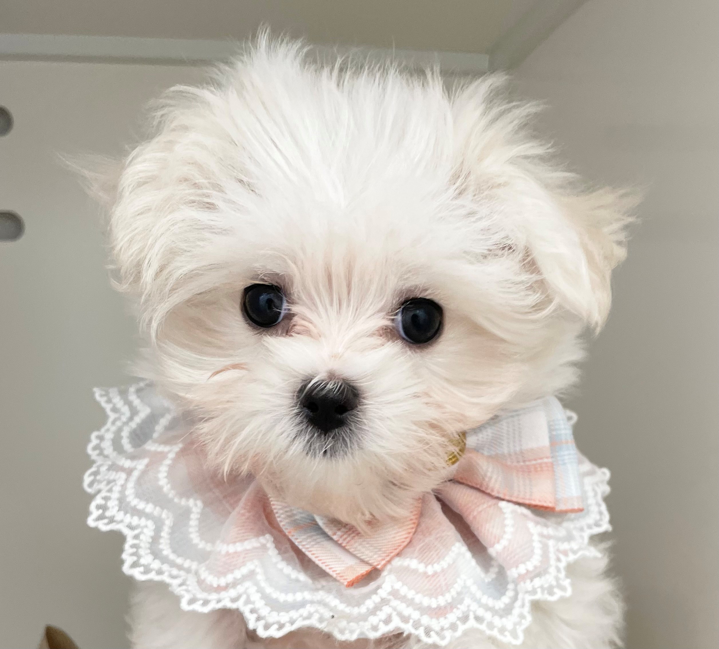 岐阜県のマルチーズ (ペッツワン可児店/2025年9月17日生まれ/女の子/ホワイト)の子犬の1枚目の画像