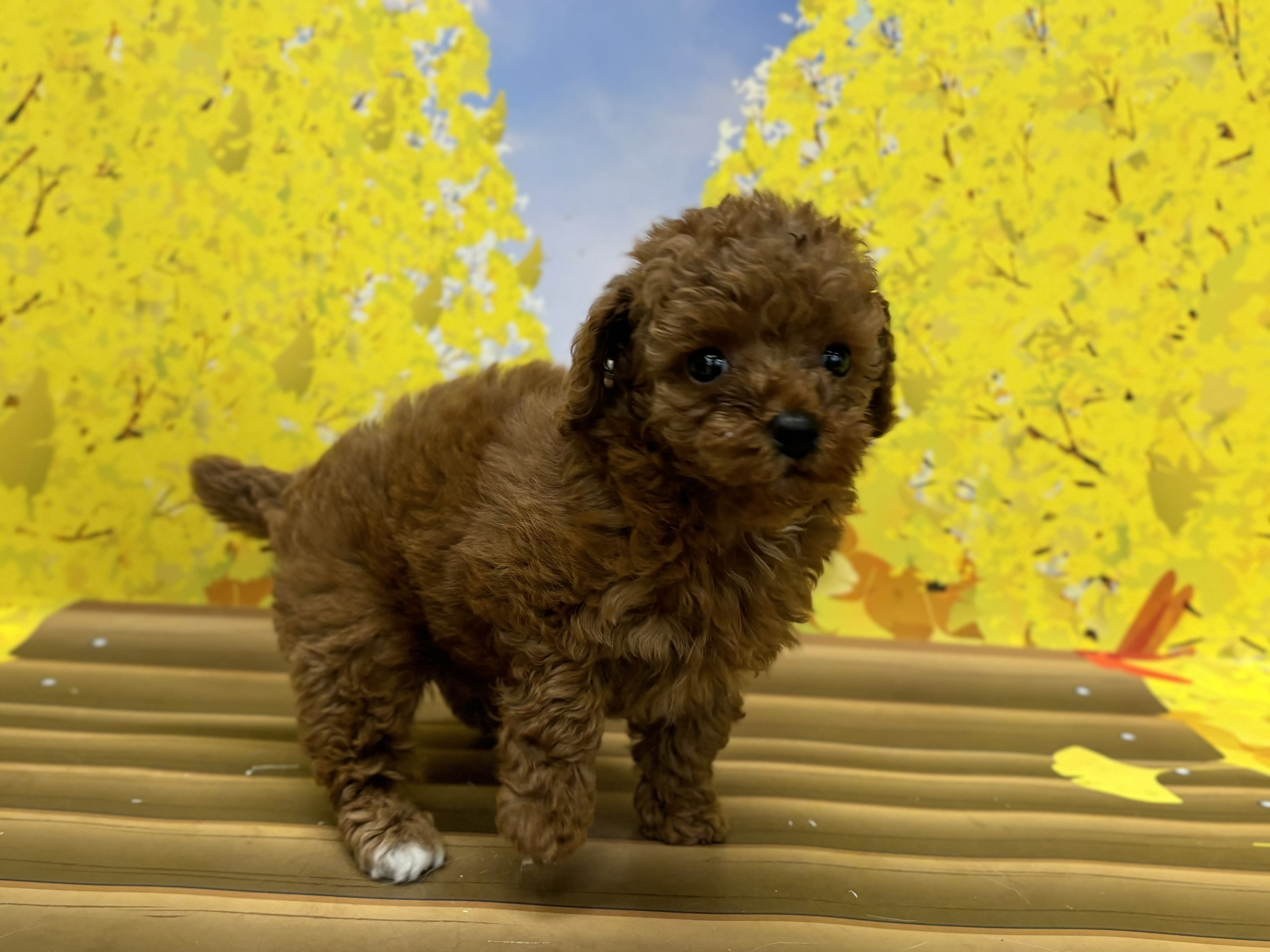 神奈川県のトイプードル(トイ) (ペッツワン秦野店/2025年9月19日生まれ/女の子/レッド)の子犬の3枚目の画像