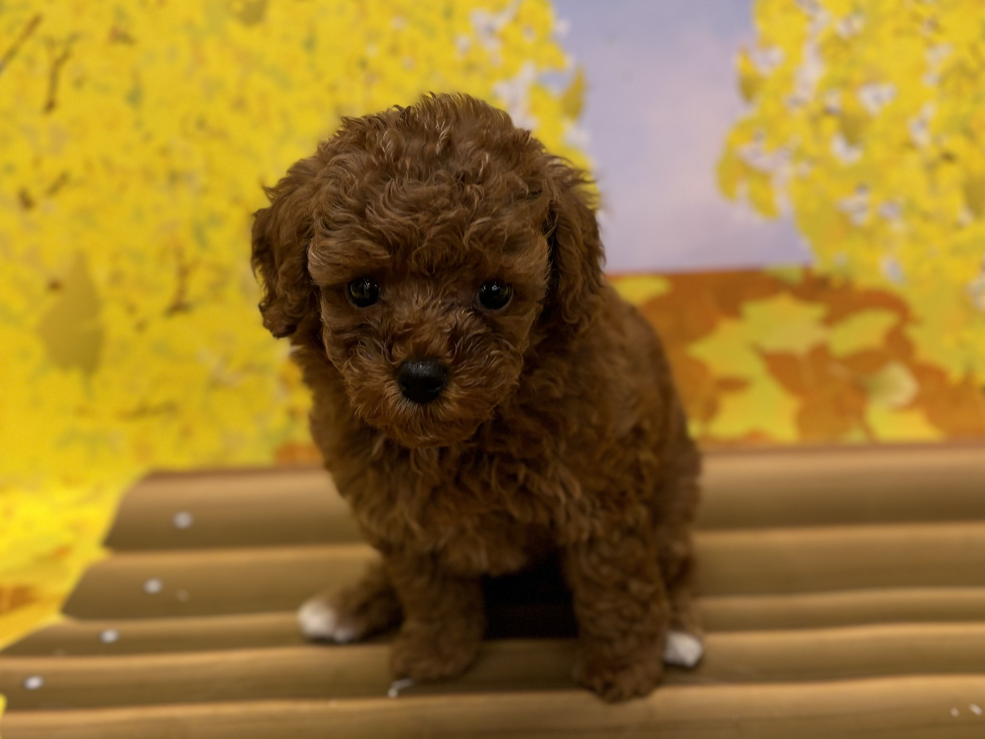 神奈川県のトイプードル(トイ) (ペッツワン秦野店/2025年9月19日生まれ/女の子/レッド)の子犬の1枚目の画像