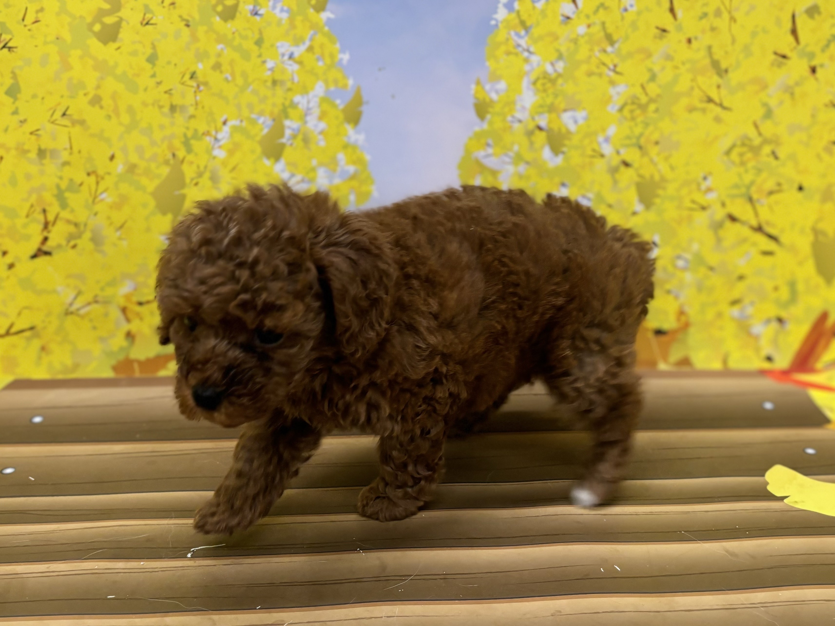 神奈川県のトイプードル(トイ) (ペッツワン秦野店/2025年9月19日生まれ/女の子/レッド)の子犬の2枚目の画像