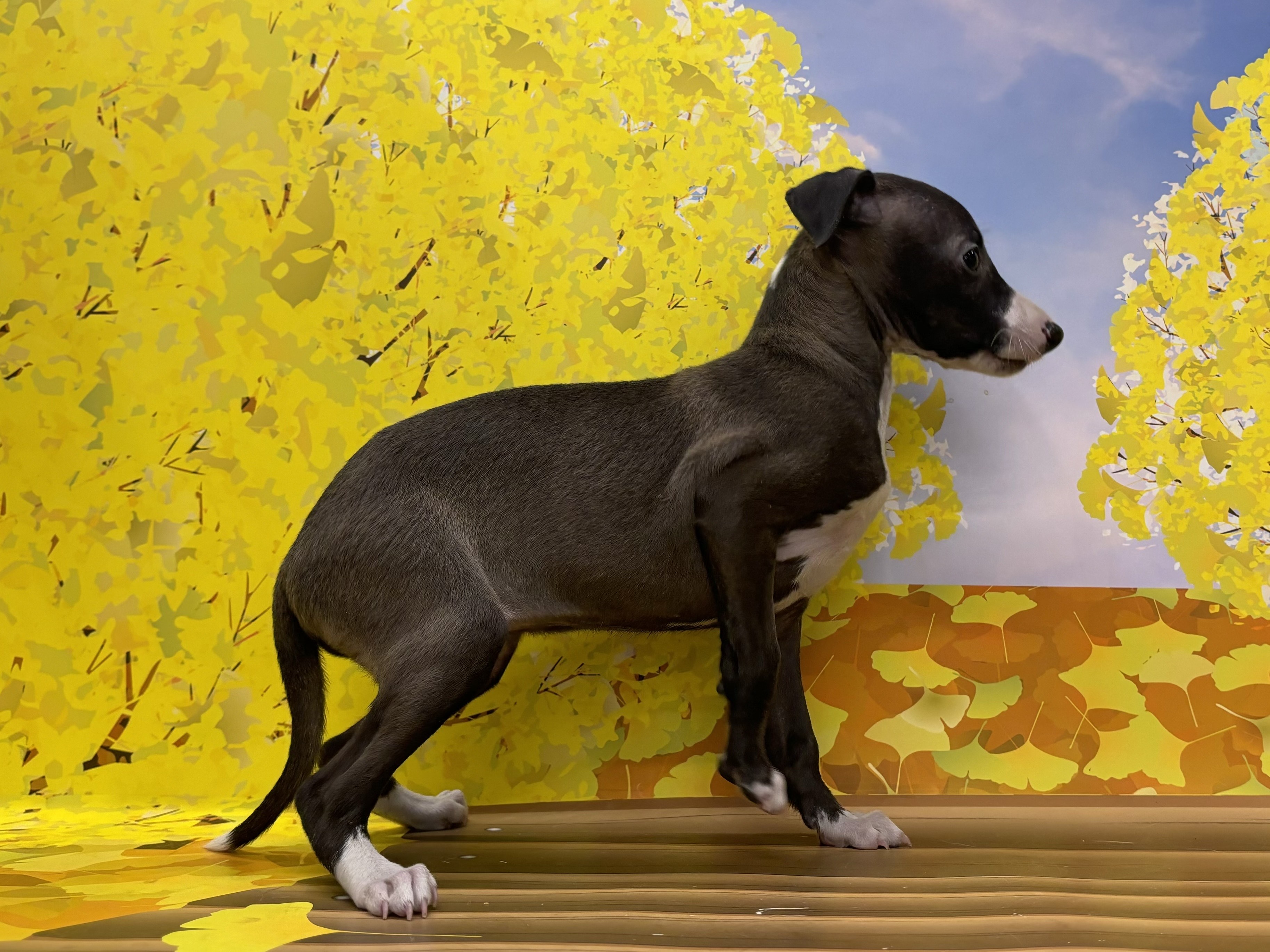 神奈川県のイタリアングレーハウンド (ペッツワン秦野店/2025年9月21日生まれ/女の子/シールホワイト)の子犬の2枚目の画像