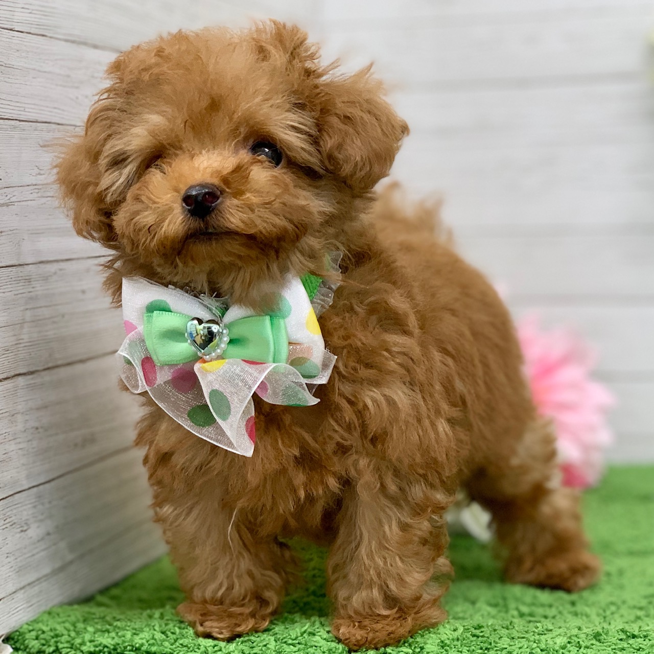 兵庫県のトイプードル(トイ) (ペッツワン神戸ひよどり台店/2025年9月12日生まれ/男の子/レッドフォーン)の子犬の3枚目の画像