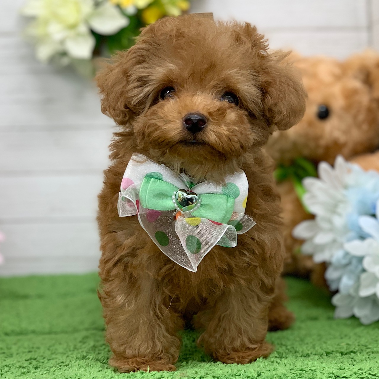 兵庫県のトイプードル(トイ) (ペッツワン神戸ひよどり台店/2025年9月12日生まれ/男の子/レッドフォーン)の子犬の1枚目の画像