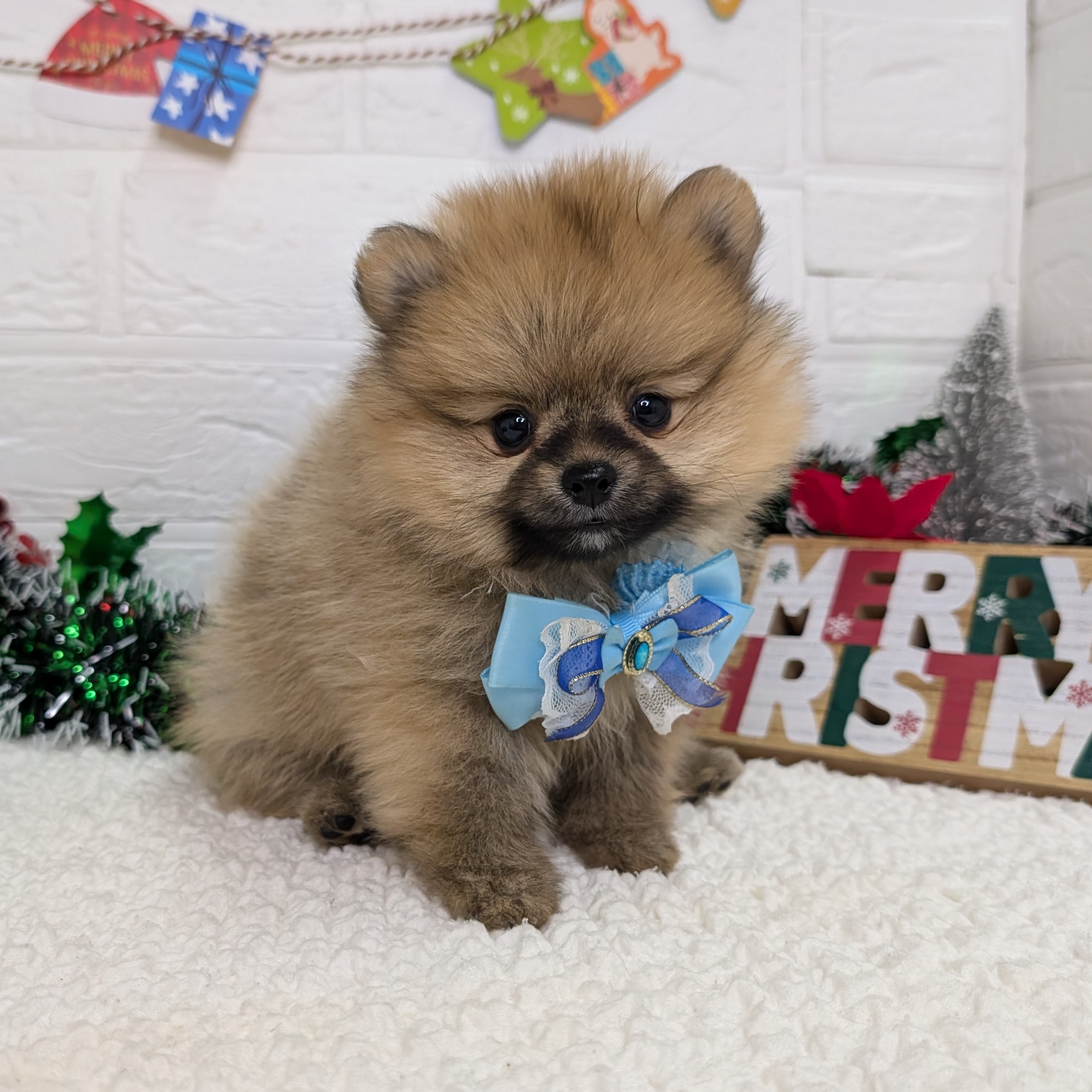 イヌ - 東大阪店 | ペッツワン