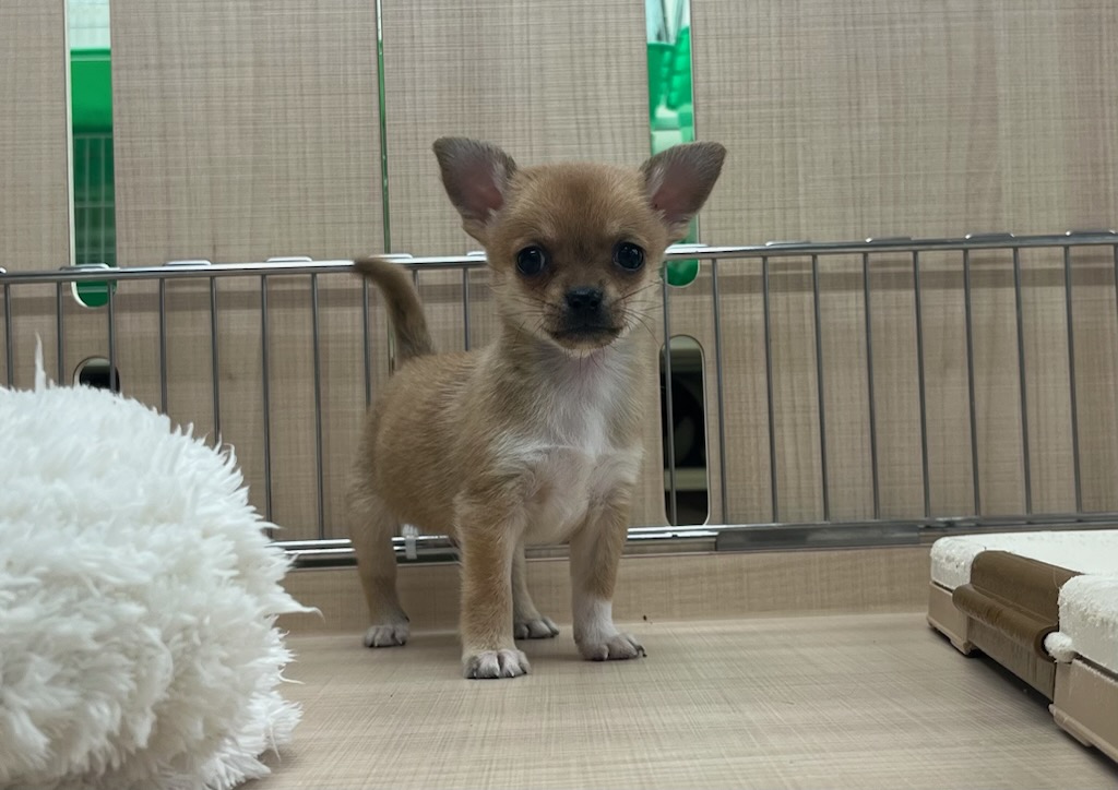 千葉県のチワワ(ロング) (ペッツワン富津店/2025年9月19日生まれ/男の子/レッド)の子犬の1枚目の画像