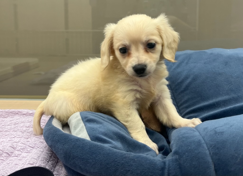 千葉県のハーフ犬・ミックス犬 (ペッツワン富津店/2025年9月18日生まれ/女の子/クリーム)の子犬の1枚目の画像