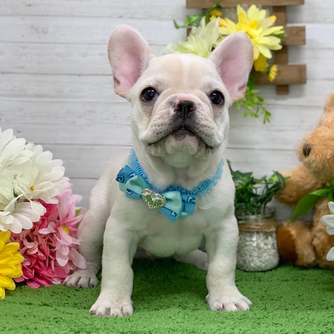 兵庫県のフレンチブルドッグ (ペッツワン神戸ひよどり台店/2025年9月13日生まれ/男の子/クリーム)の子犬の1枚目の画像