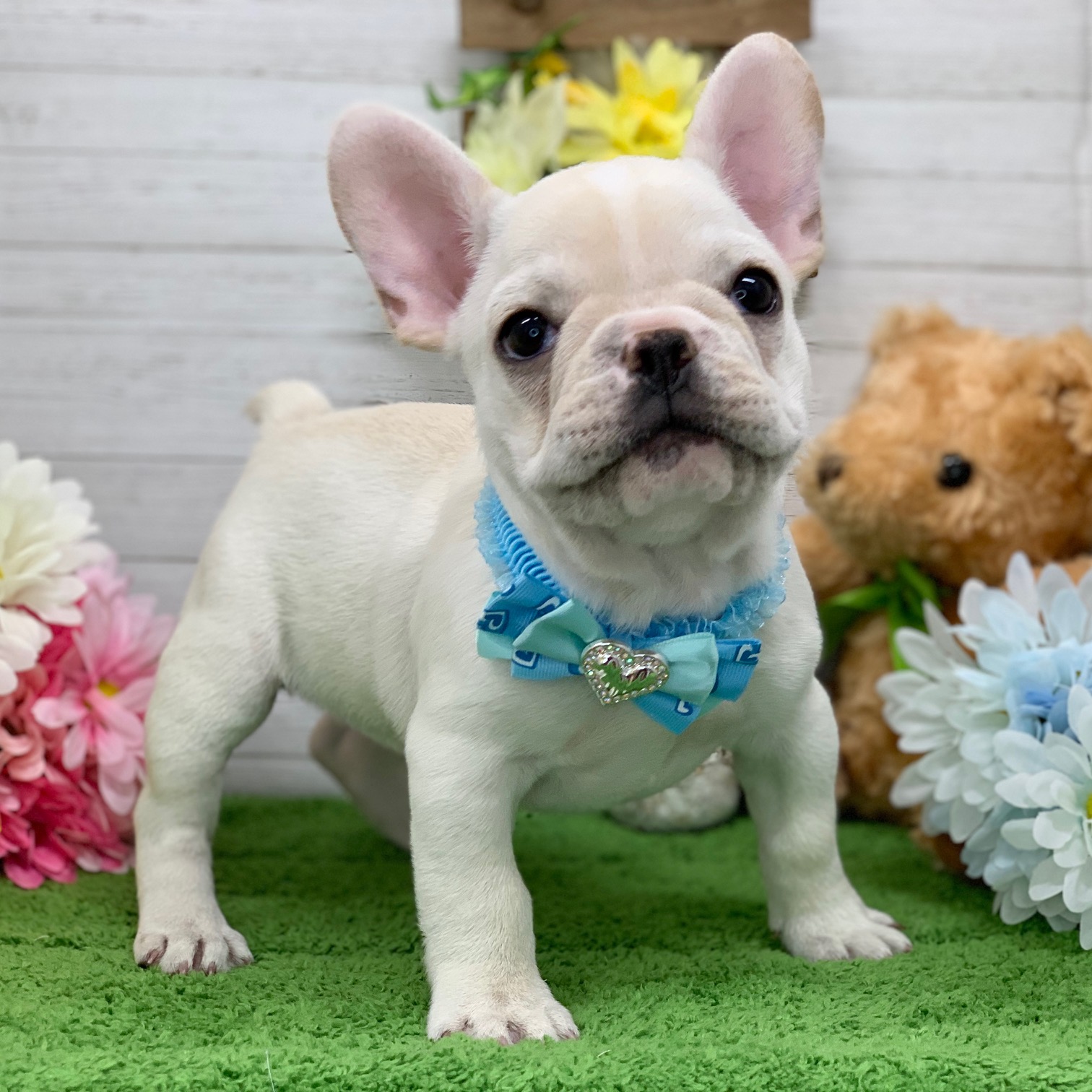 兵庫県のフレンチブルドッグ (ペッツワン神戸ひよどり台店/2025年9月13日生まれ/男の子/クリーム)の子犬の2枚目の画像