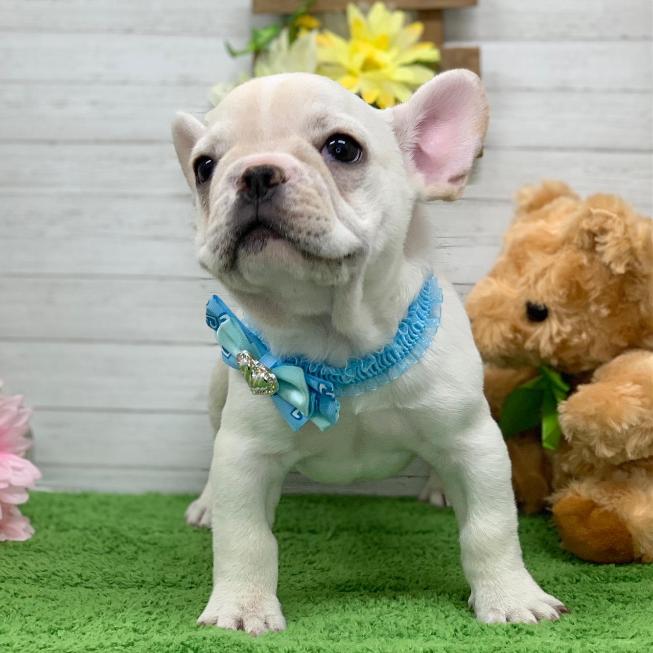 兵庫県のフレンチブルドッグ (ペッツワン神戸ひよどり台店/2025年9月13日生まれ/男の子/クリーム)の子犬の3枚目の画像