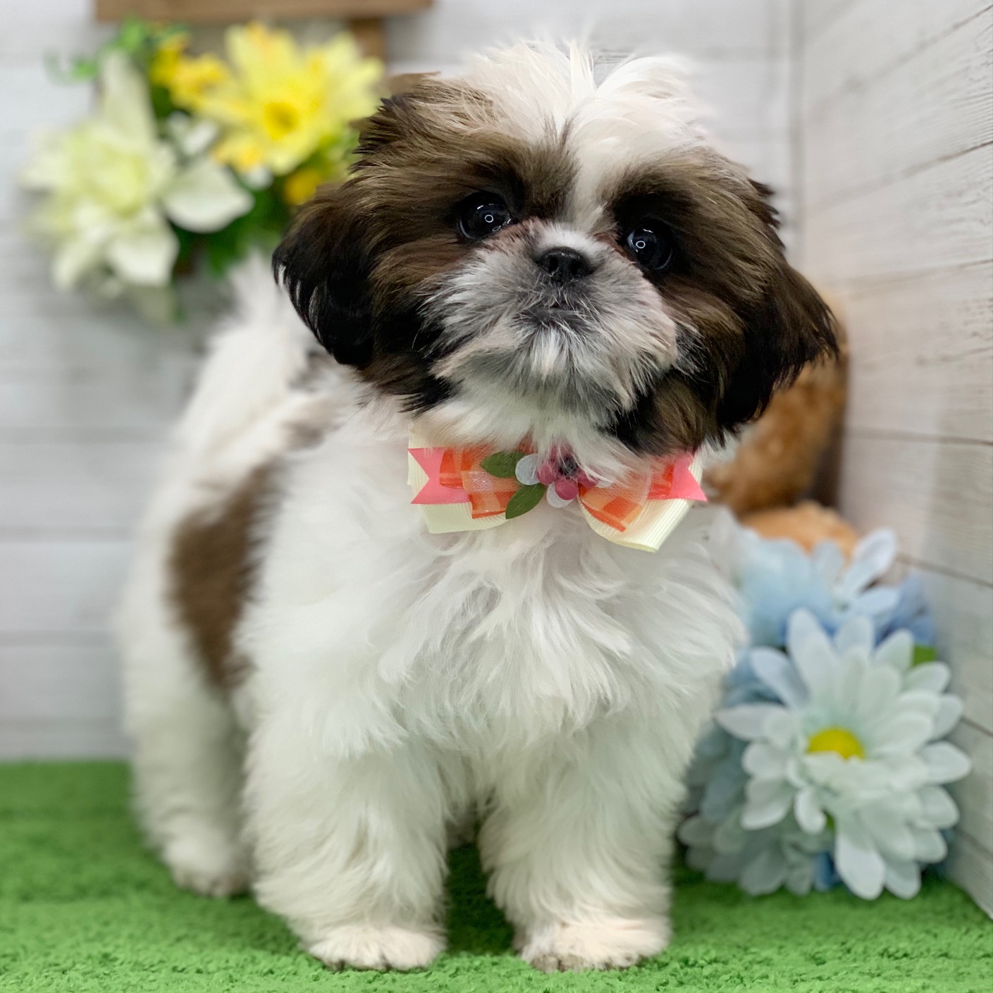 兵庫県のシーズー (ペッツワン神戸ひよどり台店/2025年9月9日生まれ/女の子/ホワイトゴールド)の子犬の3枚目の画像