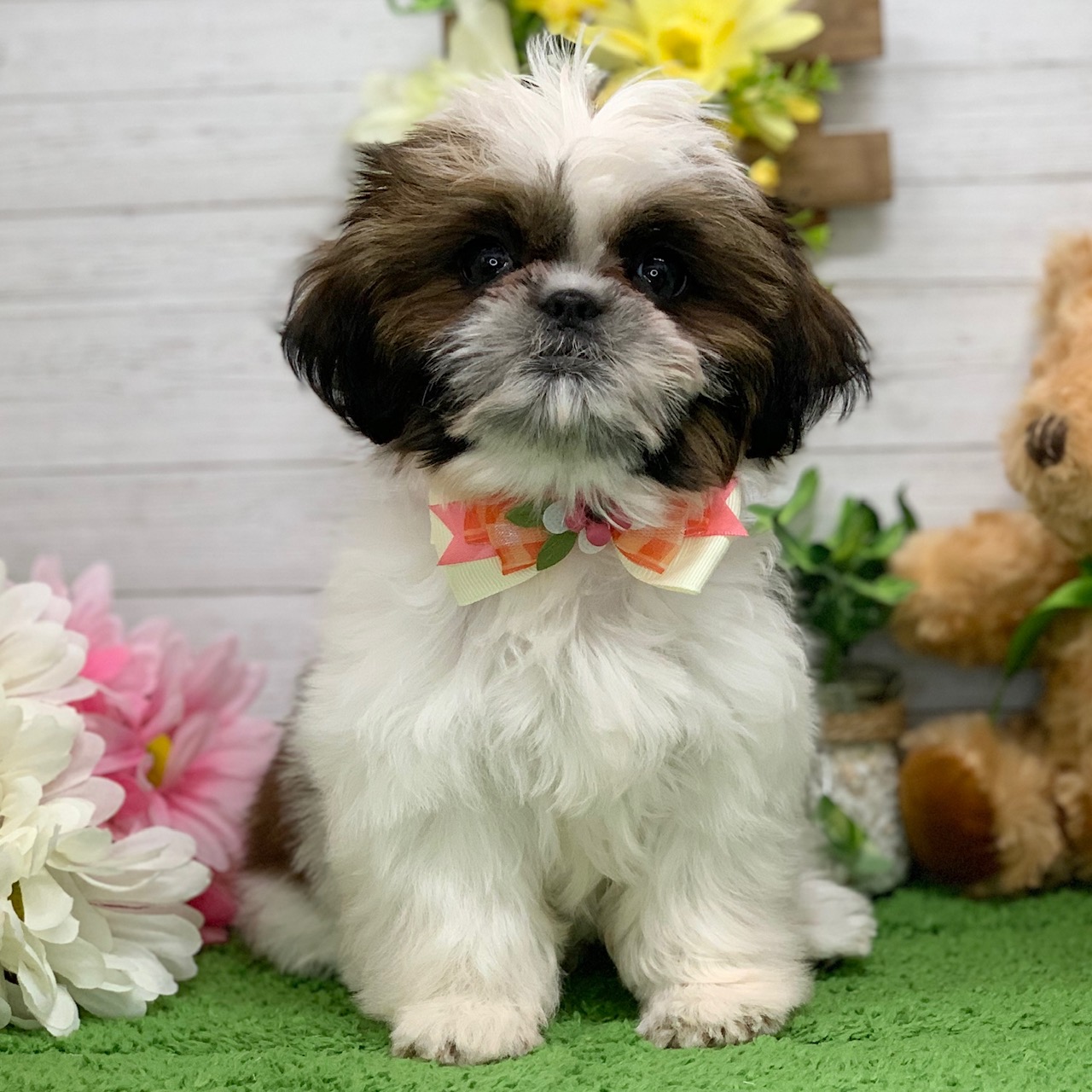 兵庫県のシーズー (ペッツワン神戸ひよどり台店/2025年9月9日生まれ/女の子/ホワイトゴールド)の子犬の1枚目の画像
