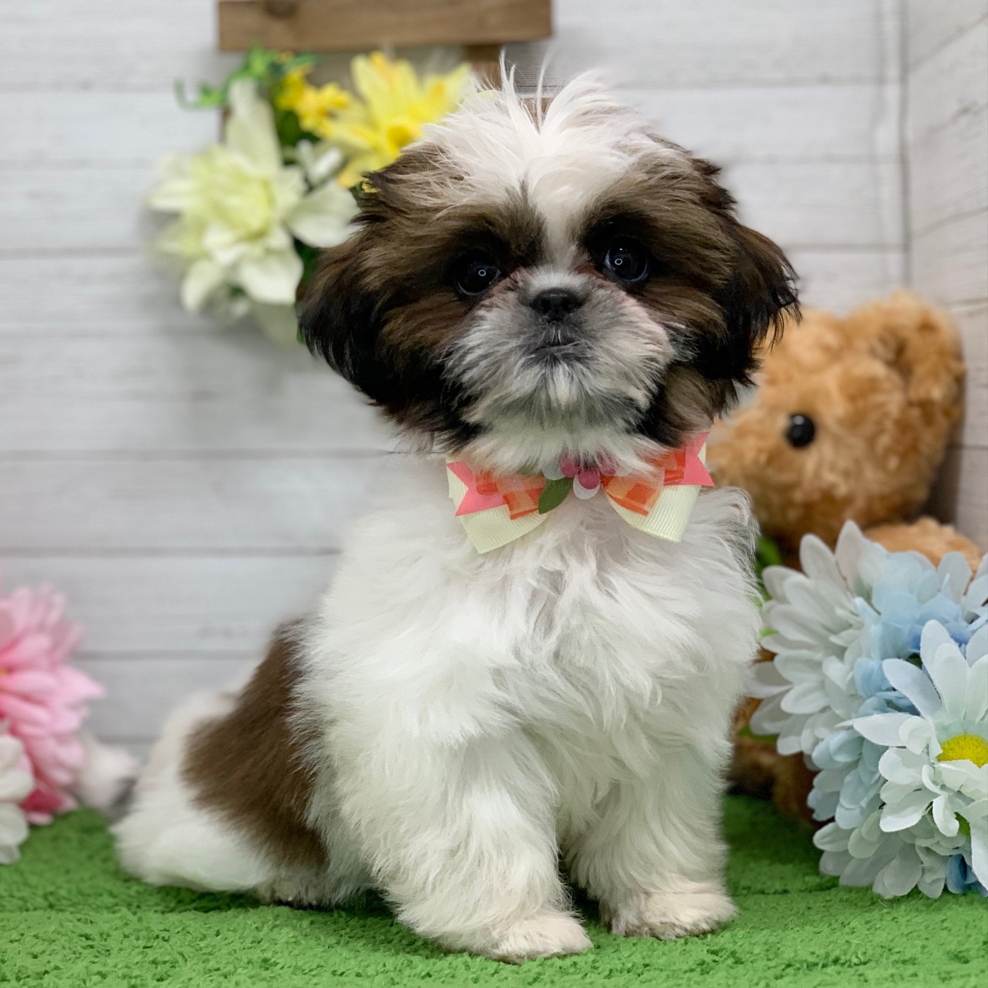 兵庫県のシーズー (ペッツワン神戸ひよどり台店/2025年9月9日生まれ/女の子/ホワイトゴールド)の子犬の2枚目の画像