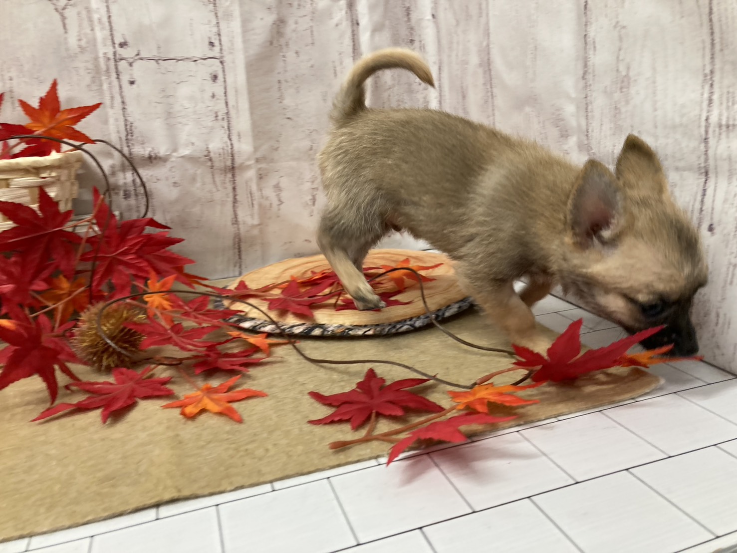 埼玉県のハーフ犬・ミックス犬 (ペッツワン羽生店/2025年8月14日生まれ/男の子/フォーン)の子犬の2枚目の画像