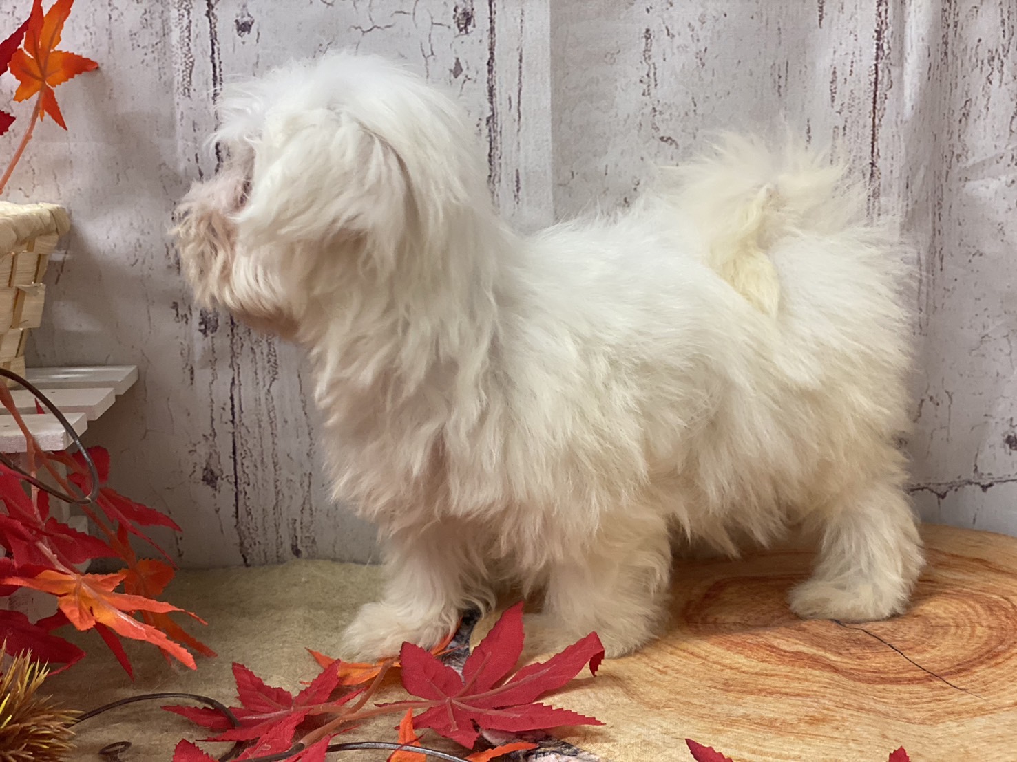 埼玉県のマルチーズ (ペッツワン羽生店/2025年8月27日生まれ/女の子/ホワイト)の子犬の2枚目の画像