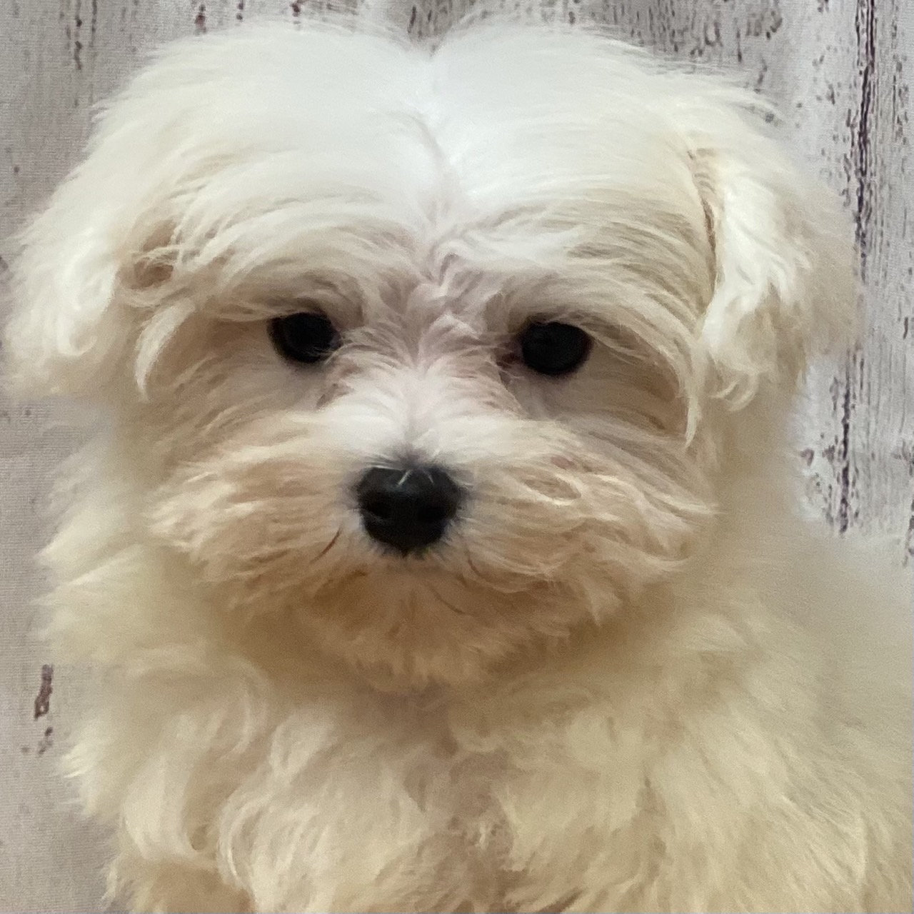 埼玉県のマルチーズ (ペッツワン羽生店/2025年8月27日生まれ/女の子/ホワイト)の子犬の1枚目の画像