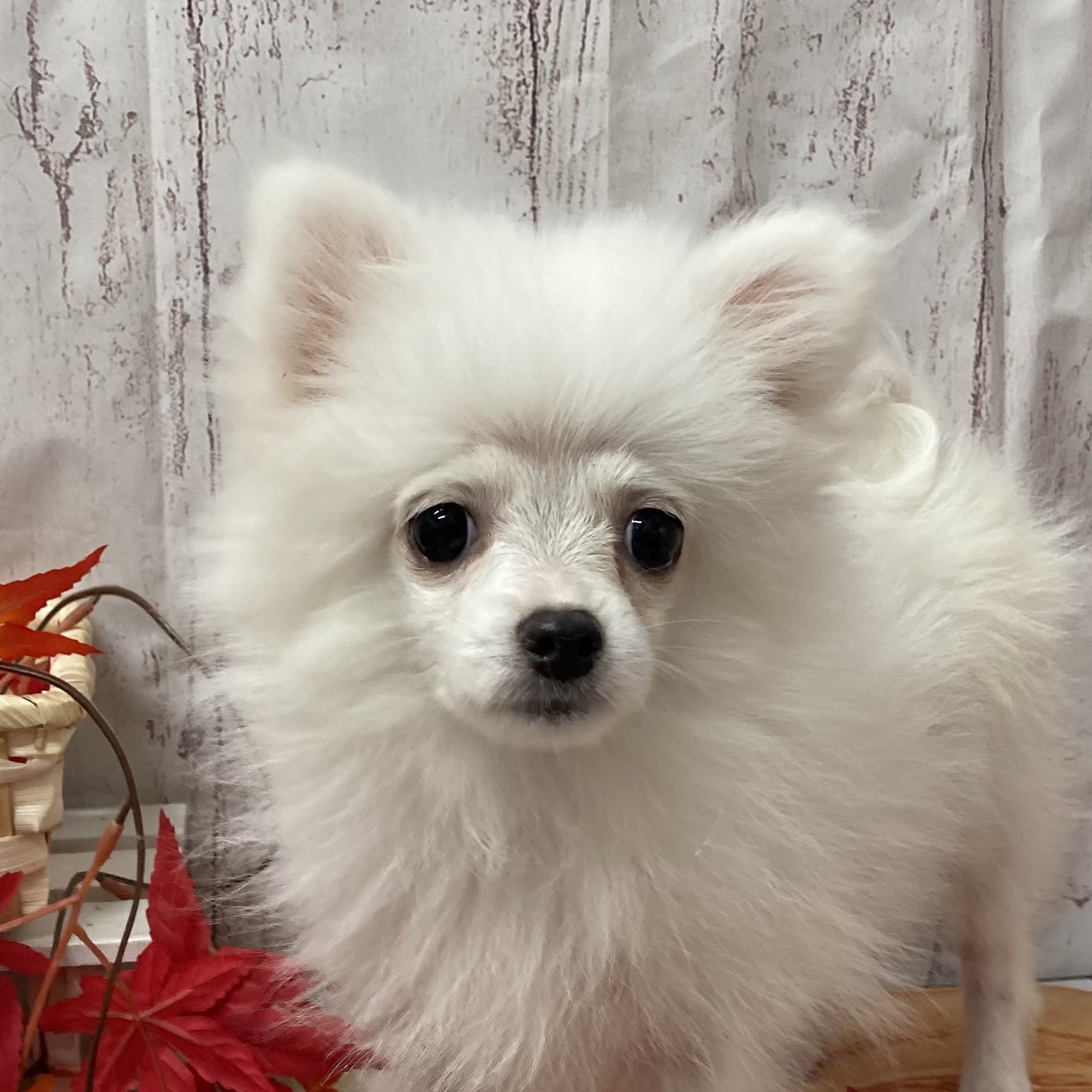 埼玉県のハーフ犬・ミックス犬 (ペッツワン羽生店/2025年7月14日生まれ/女の子/ホワイト)の子犬の1枚目の画像