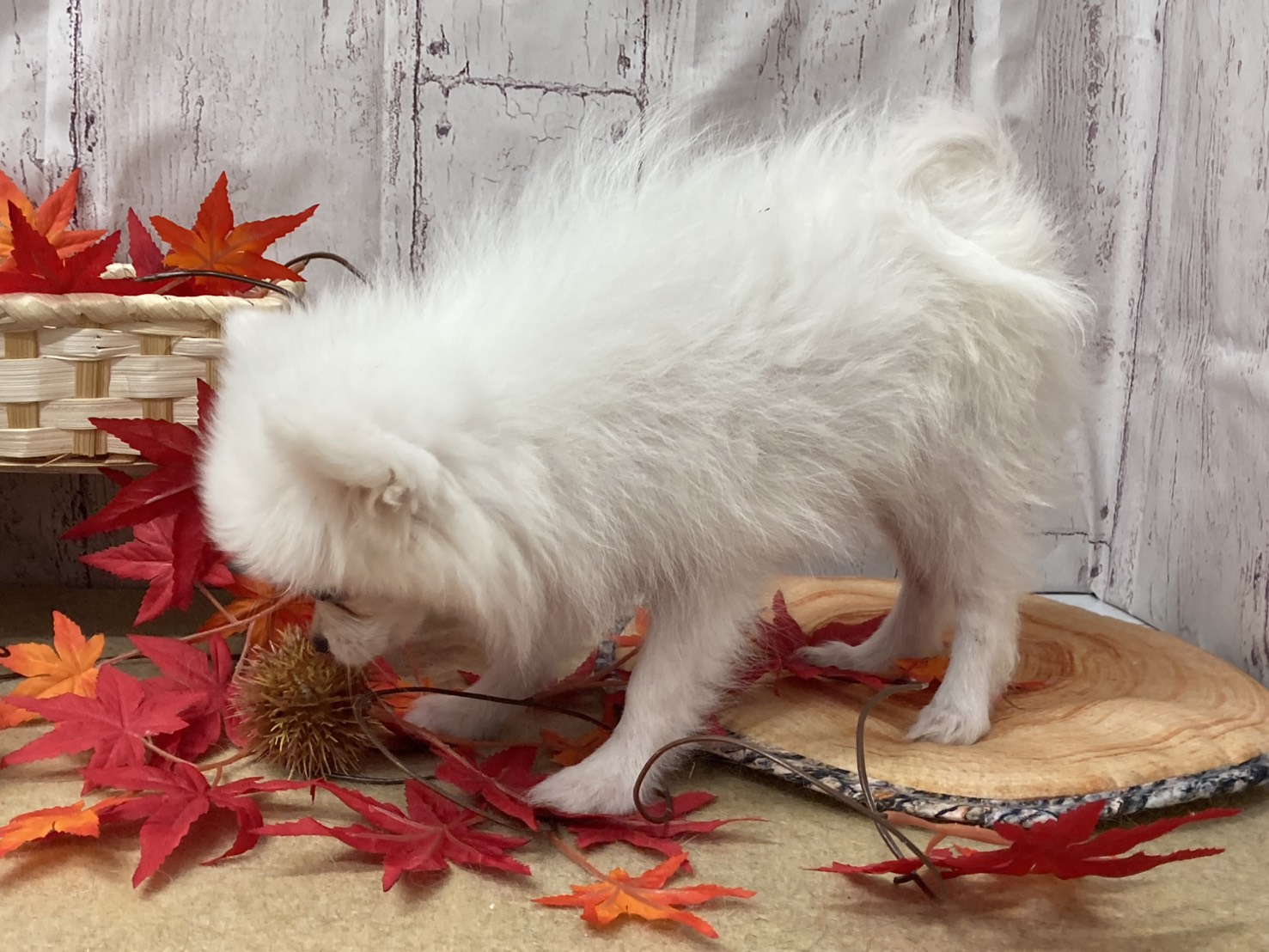 埼玉県のハーフ犬・ミックス犬 (ペッツワン羽生店/2025年7月14日生まれ/女の子/ホワイト)の子犬の2枚目の画像