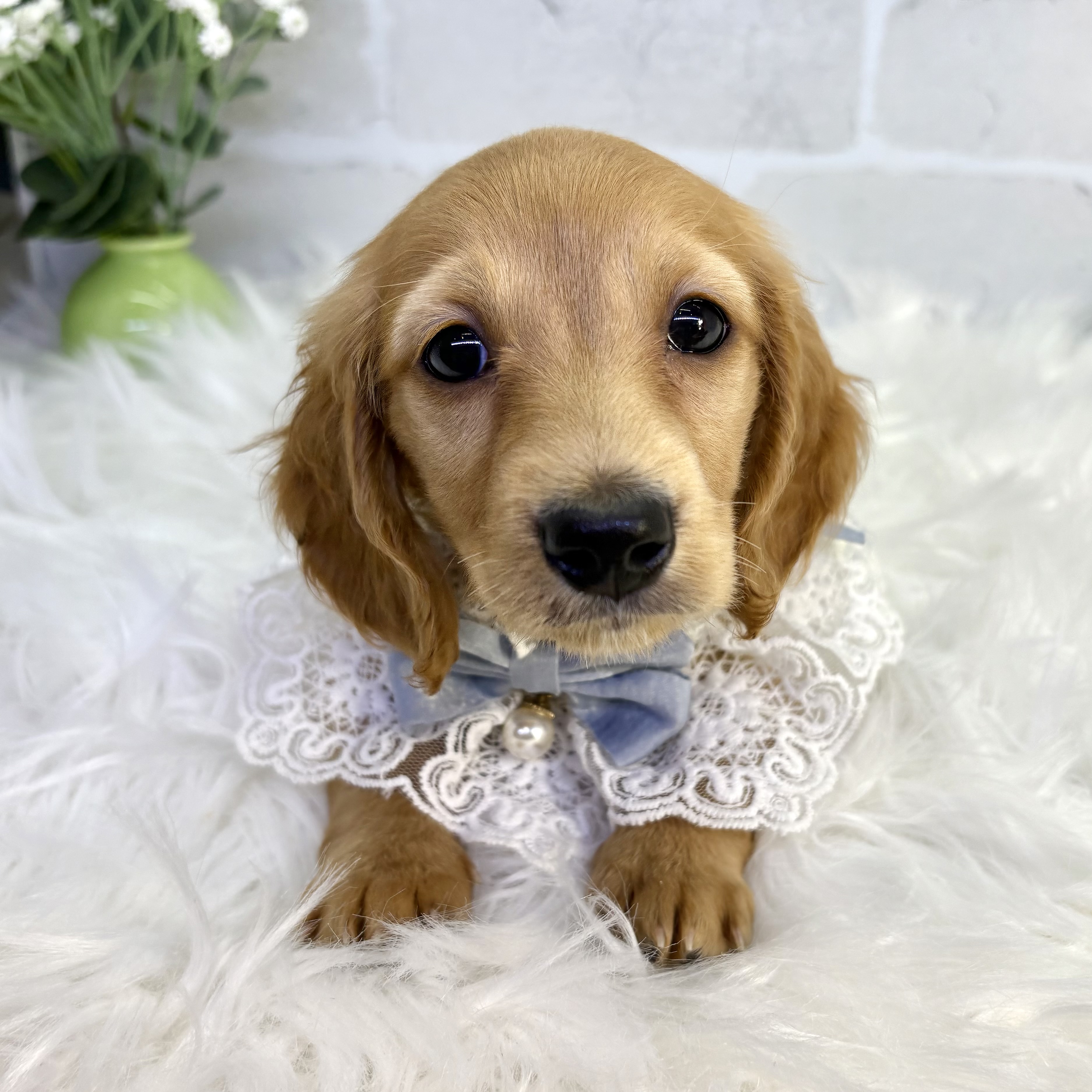 大阪府のミニチュアダックスフンド(ロング) (ペッツワン高槻店/2025年9月16日生まれ/男の子/ゴールド)の子犬の3枚目の画像