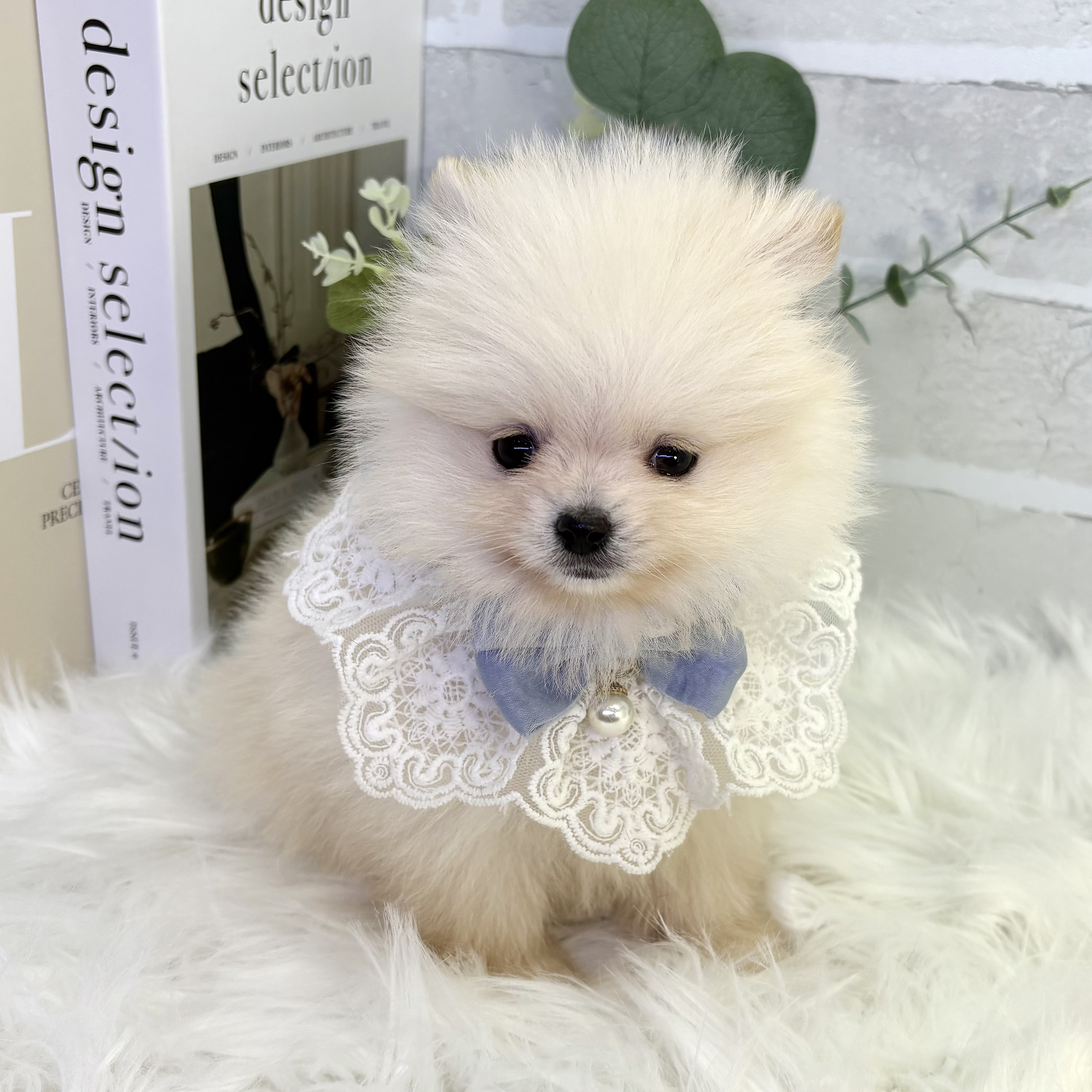 大阪府のポメラニアン (ペッツワン高槻店/2025年9月17日生まれ/男の子/クリーム)の子犬の2枚目の画像