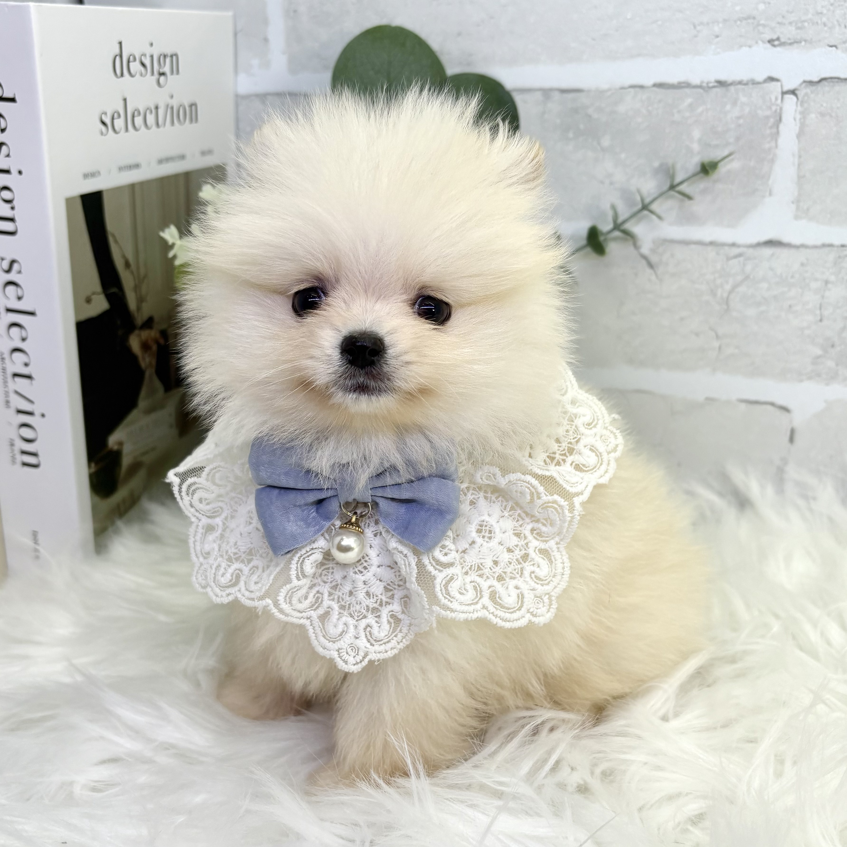 大阪府のポメラニアン (ペッツワン高槻店/2025年9月17日生まれ/男の子/クリーム)の子犬の3枚目の画像