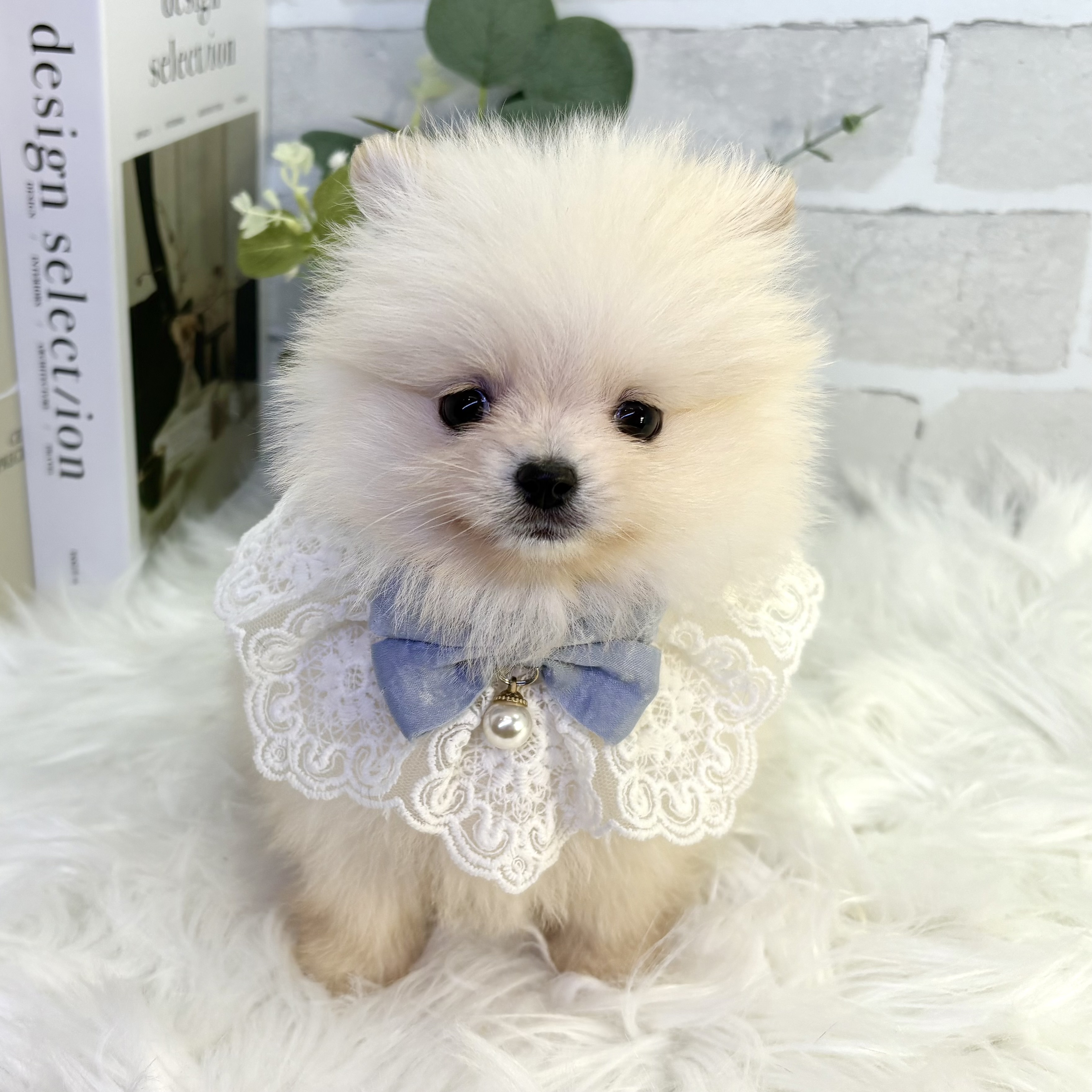 大阪府のポメラニアン (ペッツワン高槻店/2025年9月17日生まれ/男の子/クリーム)の子犬の1枚目の画像