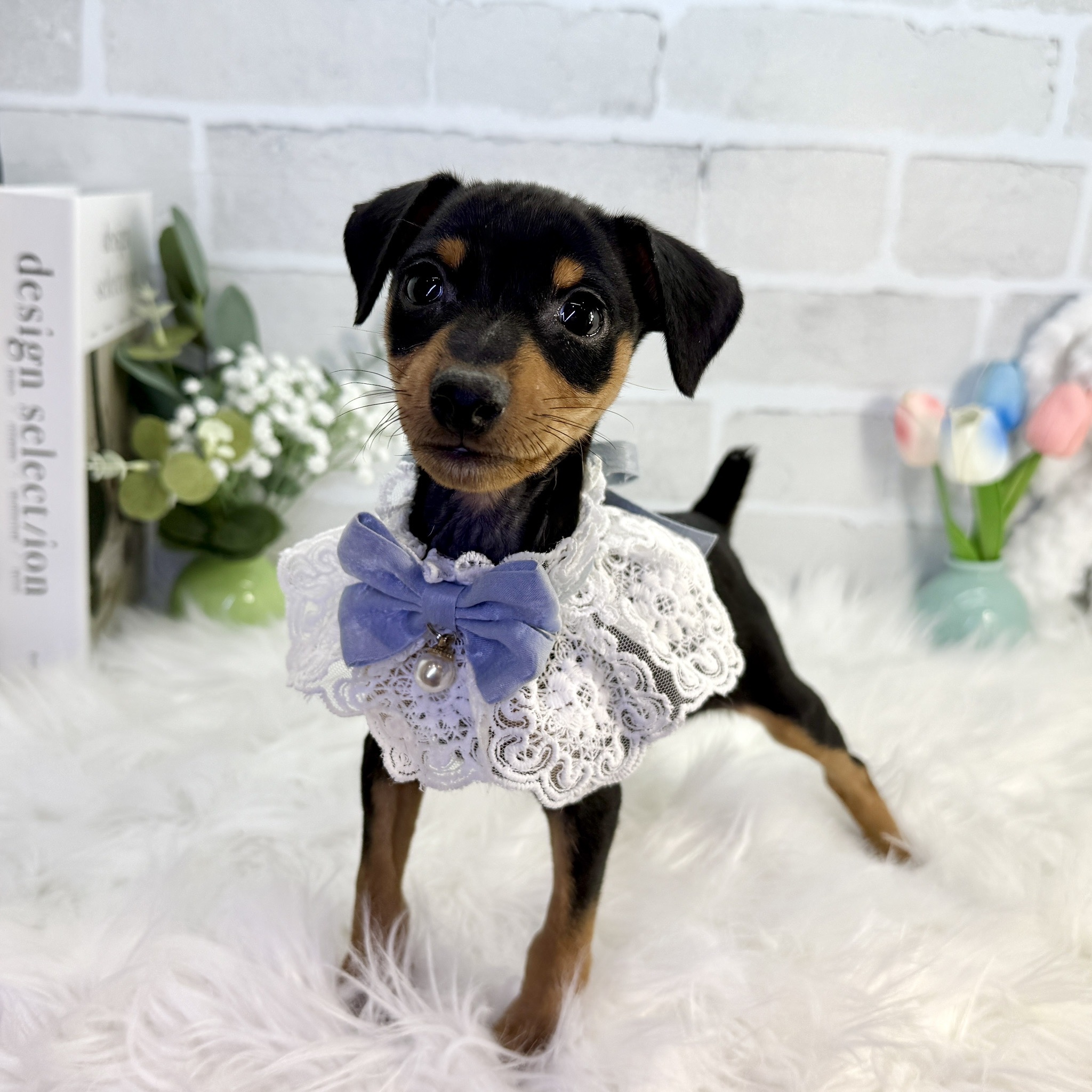 大阪府のミニチュアピンシャー (ペッツワン高槻店/2025年9月17日生まれ/男の子/ブラックタン)の子犬の2枚目の画像