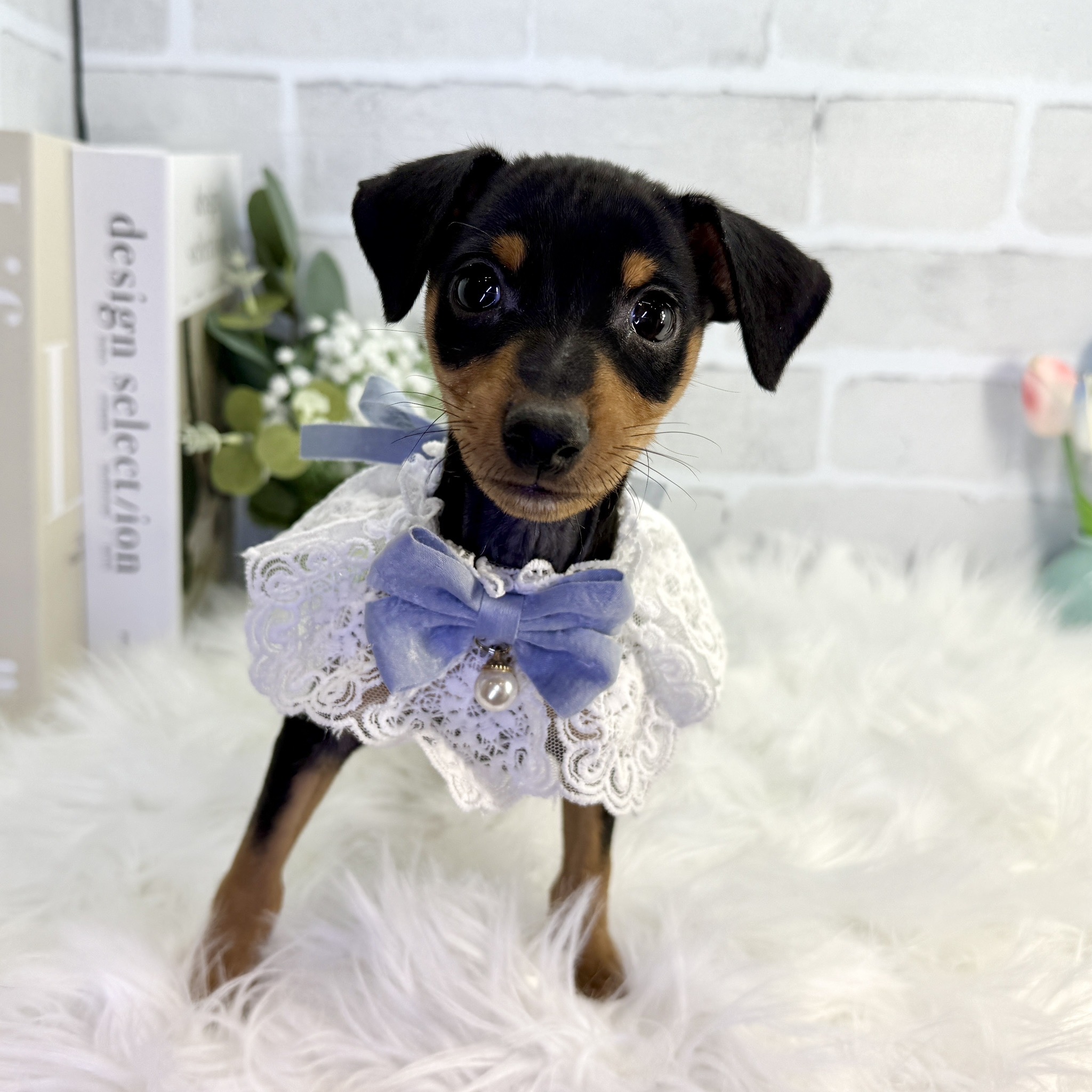 大阪府のミニチュアピンシャー (ペッツワン高槻店/2025年9月17日生まれ/男の子/ブラックタン)の子犬の3枚目の画像