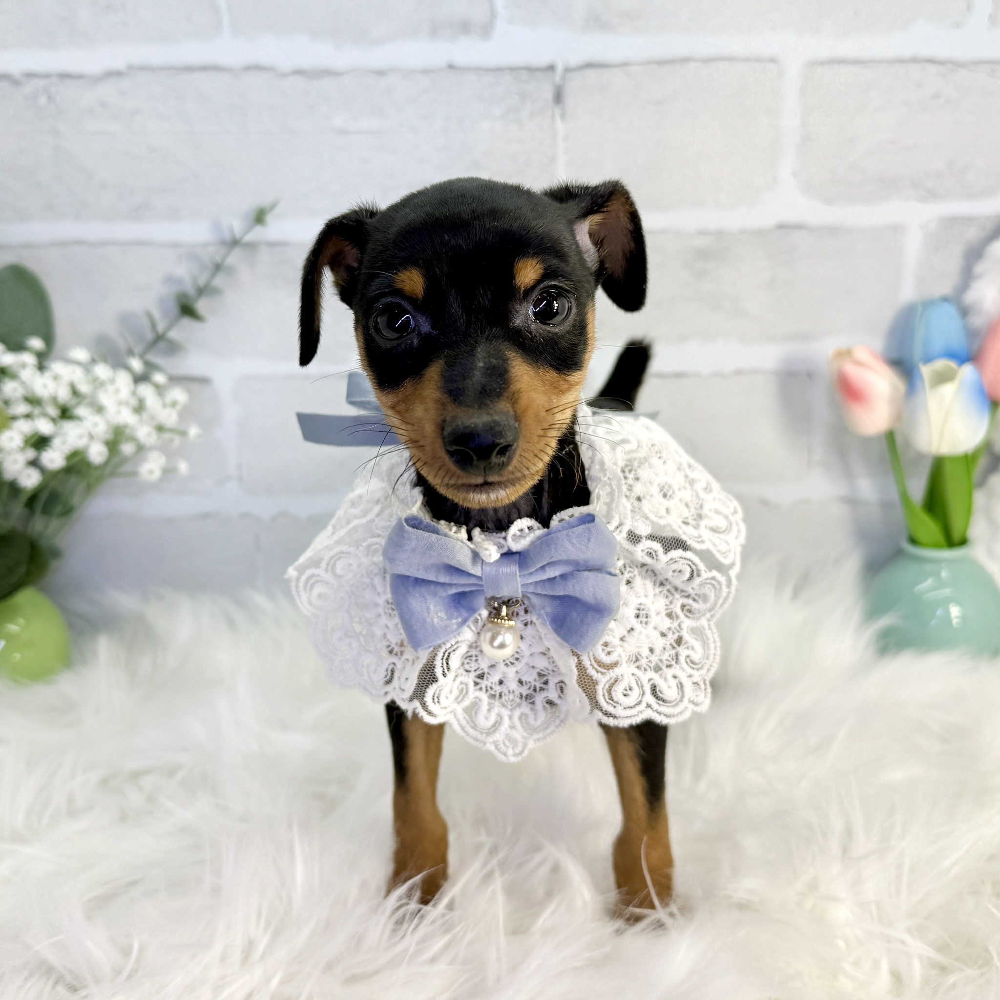 ミニチュア・ピンシャー - 高槻店 | ペッツワン