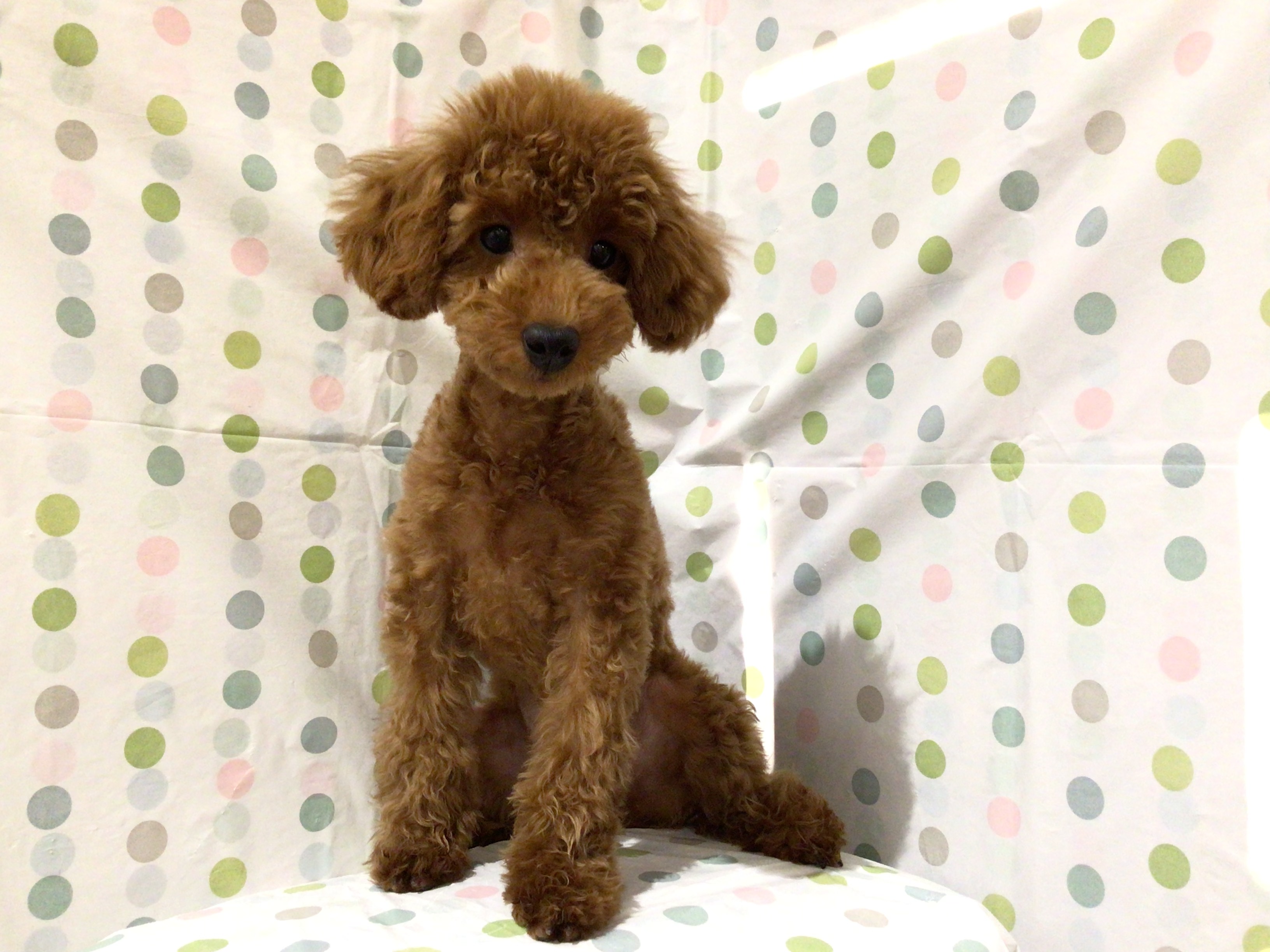 茨城県のトイプードル(トイ) (ペッツワン高萩店/2025年7月3日生まれ/女の子/レッド)の子犬の3枚目の画像