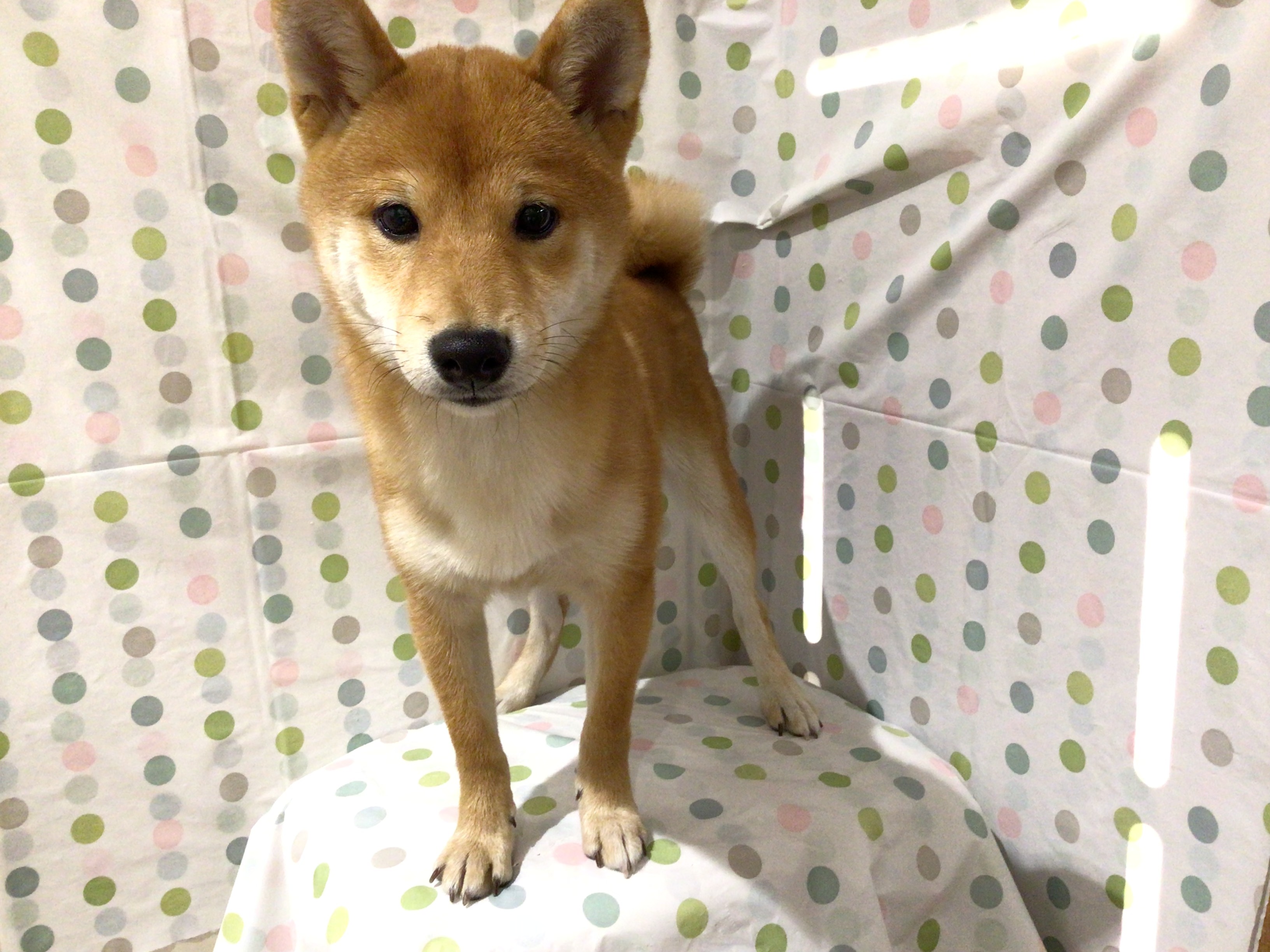 茨城県の柴犬(標準サイズ) (ペッツワン高萩店/2025年6月3日生まれ/女の子/赤)の子犬の3枚目の画像