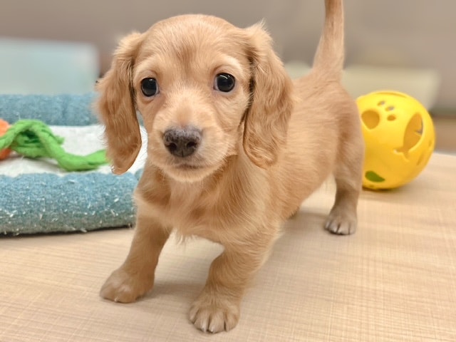 イヌ - 郡山富田店 | ペッツワン