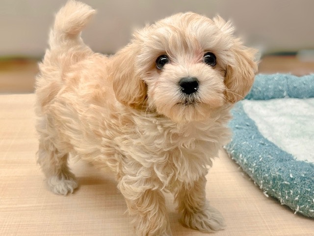 郡山富田店 | ペッツワン