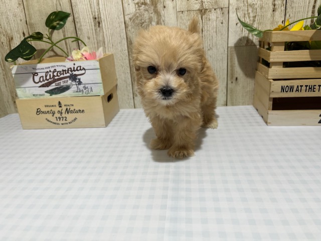 静岡県のハーフ犬・ミックス犬 (ペッツワン浜松都田テクノ店/2025年9月27日生まれ/男の子/その他色)の子犬