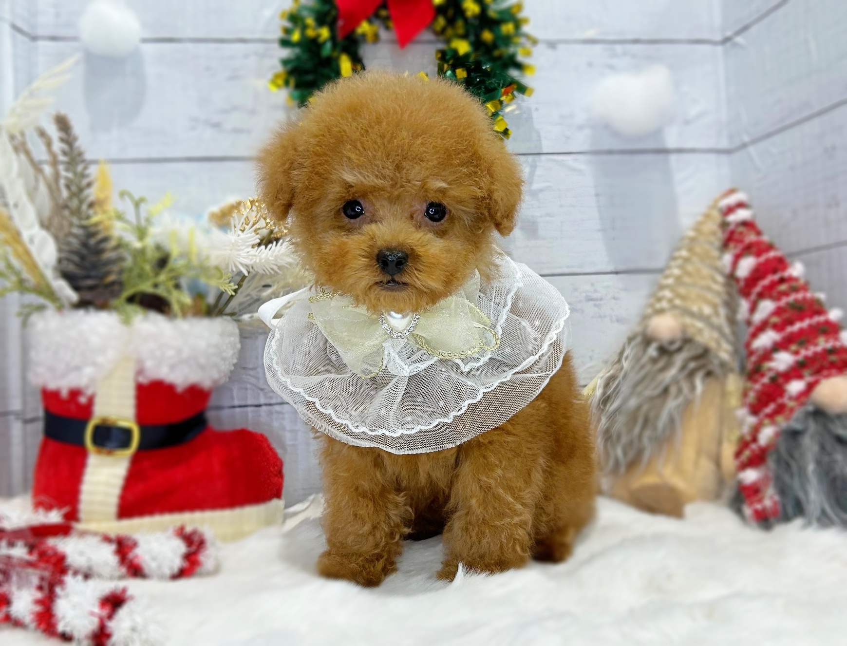 滋賀県のトイプードル(トイ) (ペッツワン堅田店/2025年9月1日生まれ/男の子/レッドフォーン)の子犬の3枚目の画像