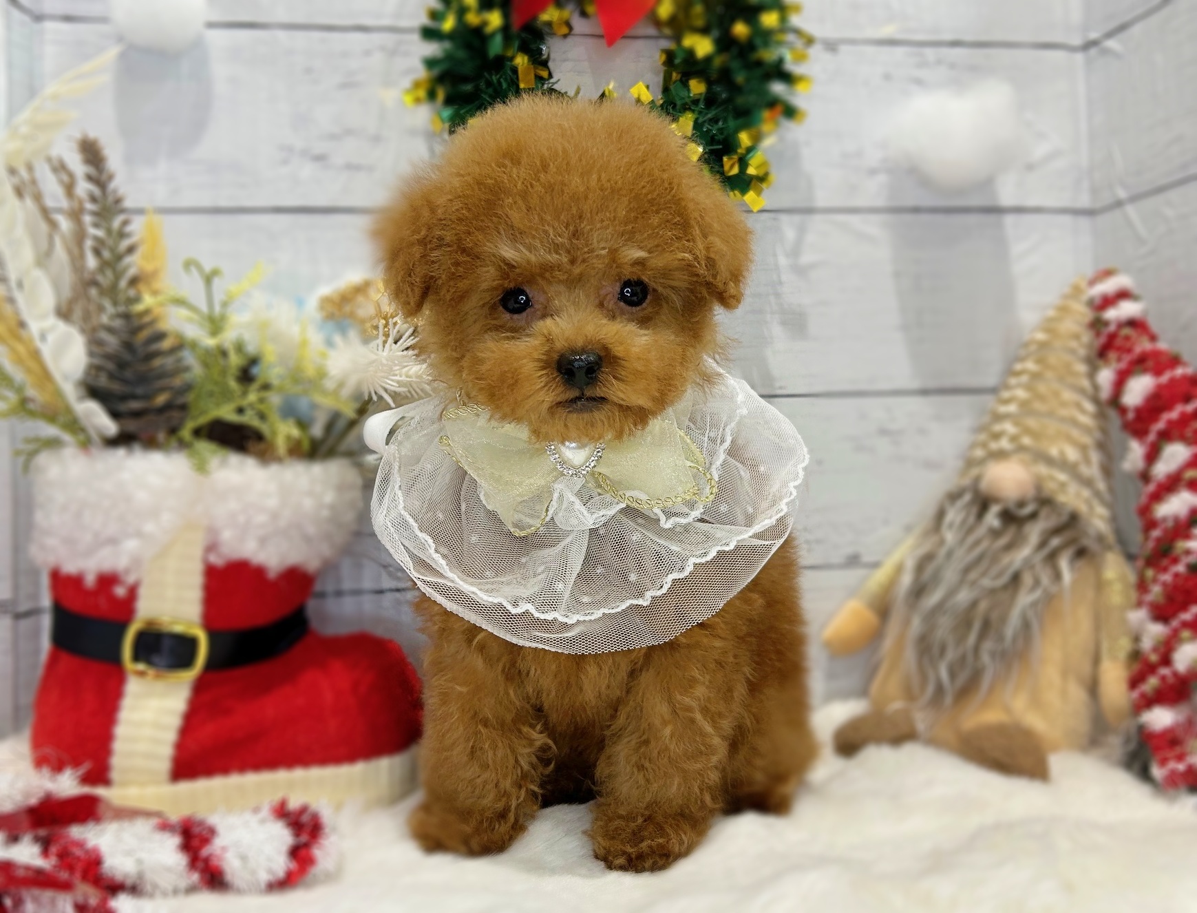 滋賀県のトイプードル(トイ) (ペッツワン堅田店/2025年9月1日生まれ/男の子/レッドフォーン)の子犬の1枚目の画像