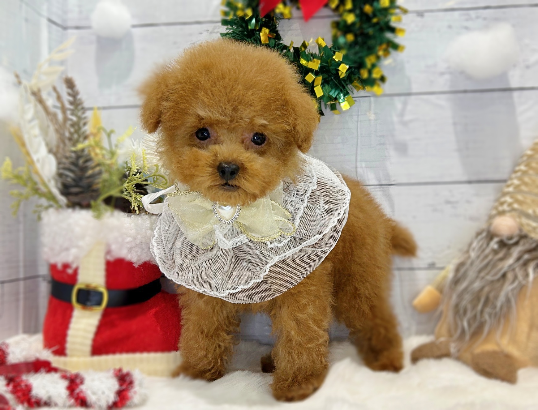 滋賀県のトイプードル(トイ) (ペッツワン堅田店/2025年9月1日生まれ/男の子/レッドフォーン)の子犬の2枚目の画像