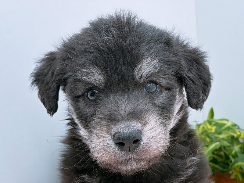 愛知県のハーフ犬・ミックス犬 (ペッツワン小牧店/2025年9月21日生まれ/男の子/ブラックホワイト)の子犬