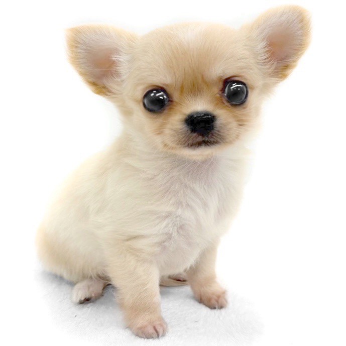 神奈川県のチワワ(ロング) (ペッツワン城山店/2025年9月27日生まれ/女の子/クリームホワイト)の子犬