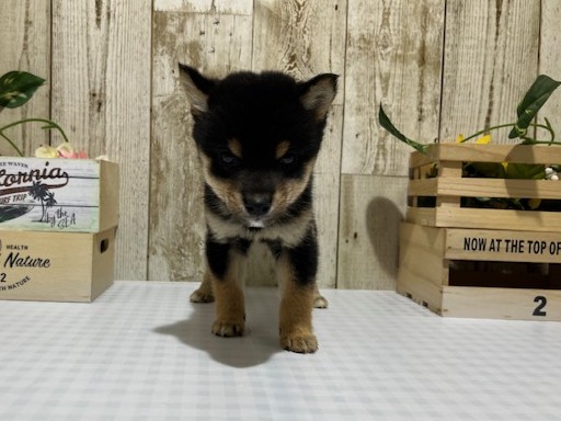 静岡県の豆柴 (ペッツワン浜松都田テクノ店/2025年9月27日生まれ/女の子/黒)の子犬
