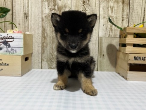 静岡県の豆柴 (ペッツワン浜松都田テクノ店/2025年9月27日生まれ/男の子/黒)の子犬