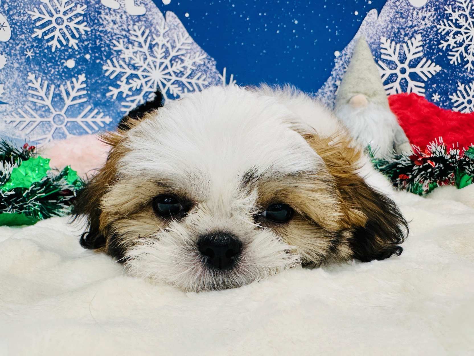 兵庫県のシーズー (ペッツワン神戸深江浜店/2025年9月9日生まれ/男の子/ホワイトゴールド)の子犬の3枚目の画像