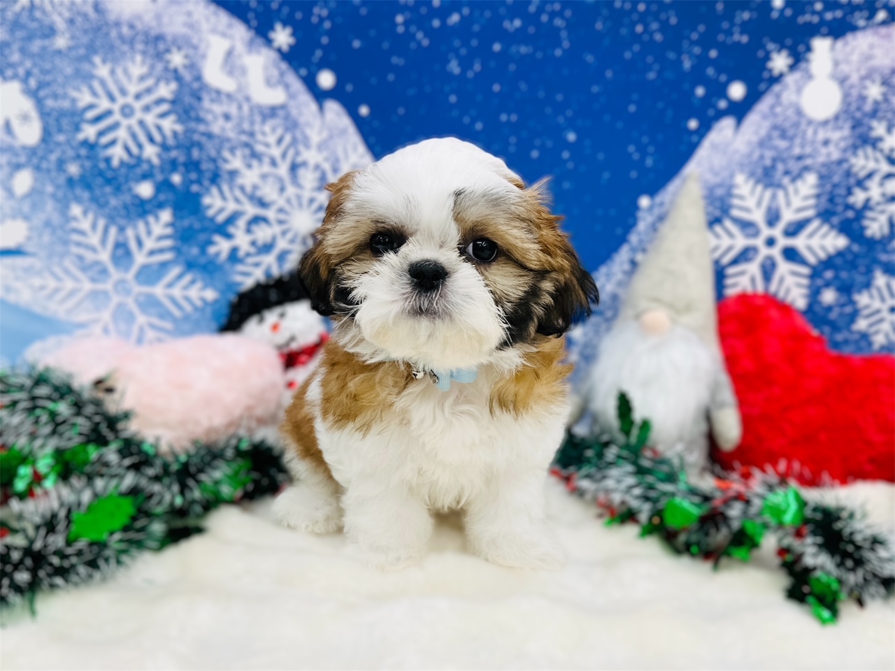 兵庫県のシーズー (ペッツワン神戸深江浜店/2025年9月9日生まれ/男の子/ホワイトゴールド)の子犬