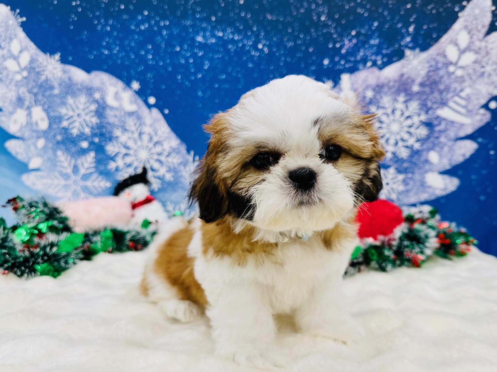 兵庫県のシーズー (ペッツワン神戸深江浜店/2025年9月9日生まれ/男の子/ホワイトゴールド)の子犬の2枚目の画像